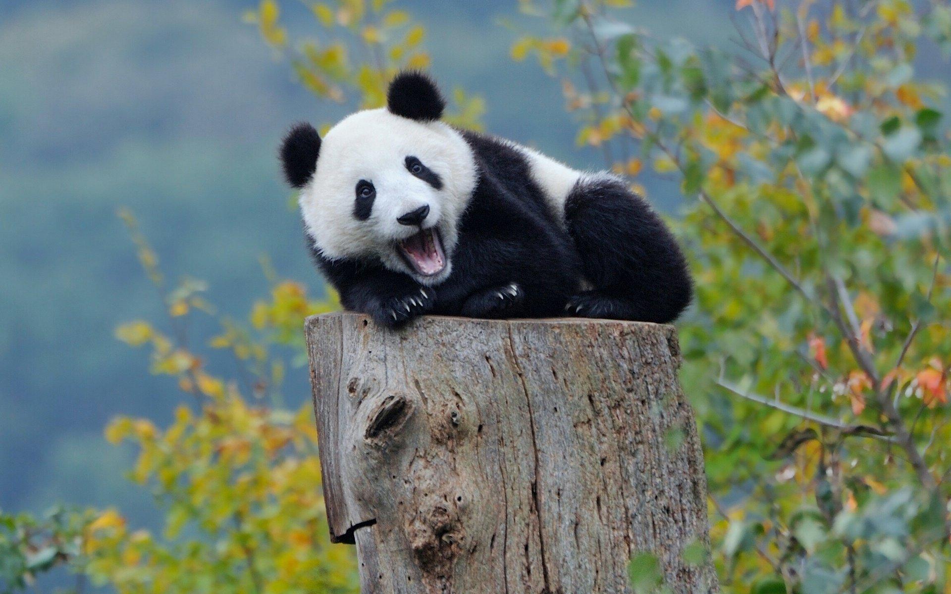 panda, Cub, Stump Wallpaper HD / Desktop and Mobile Background