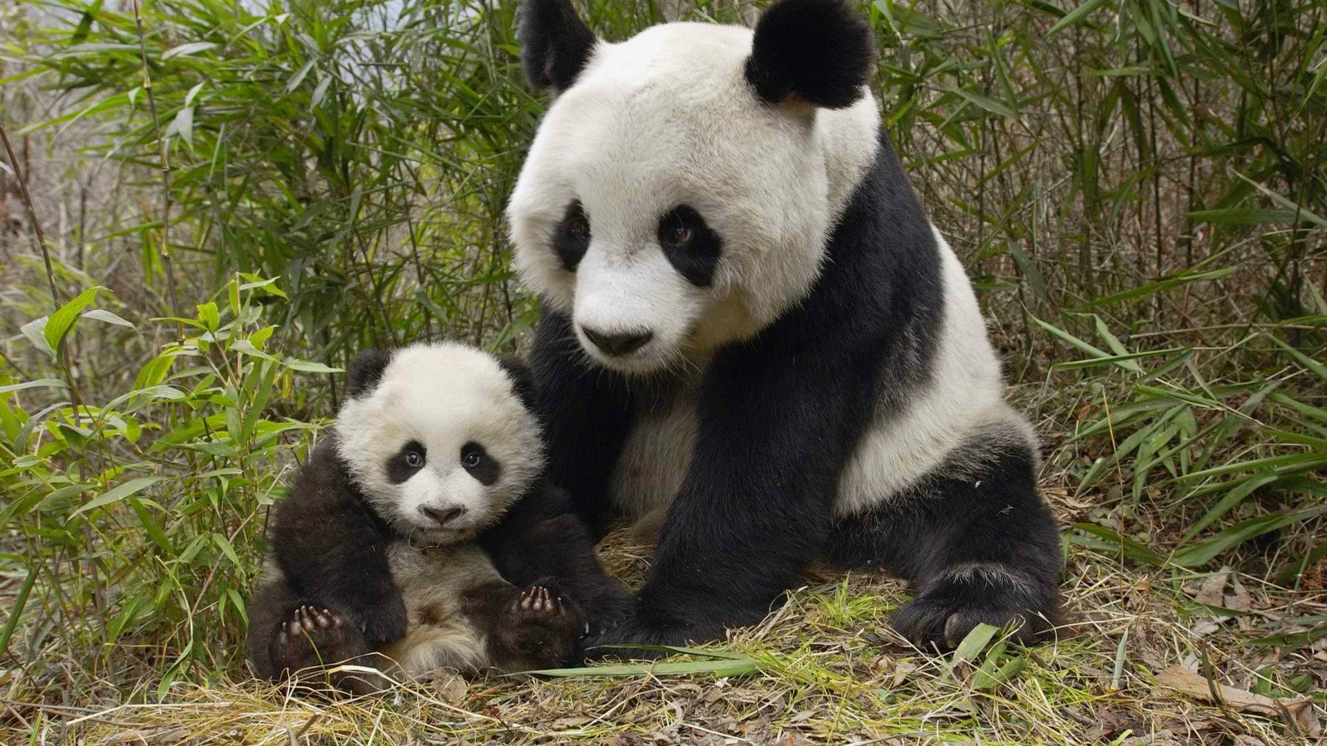 Panda with Cute Cub Wallpaper