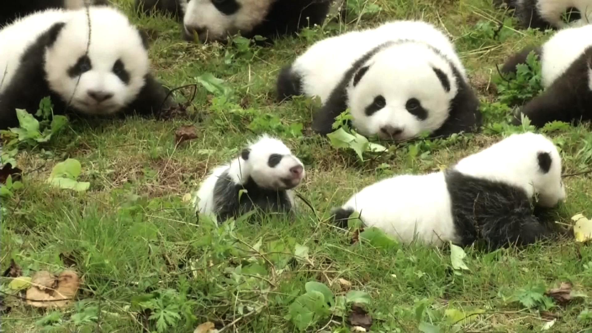 panda cubs make adorable debut