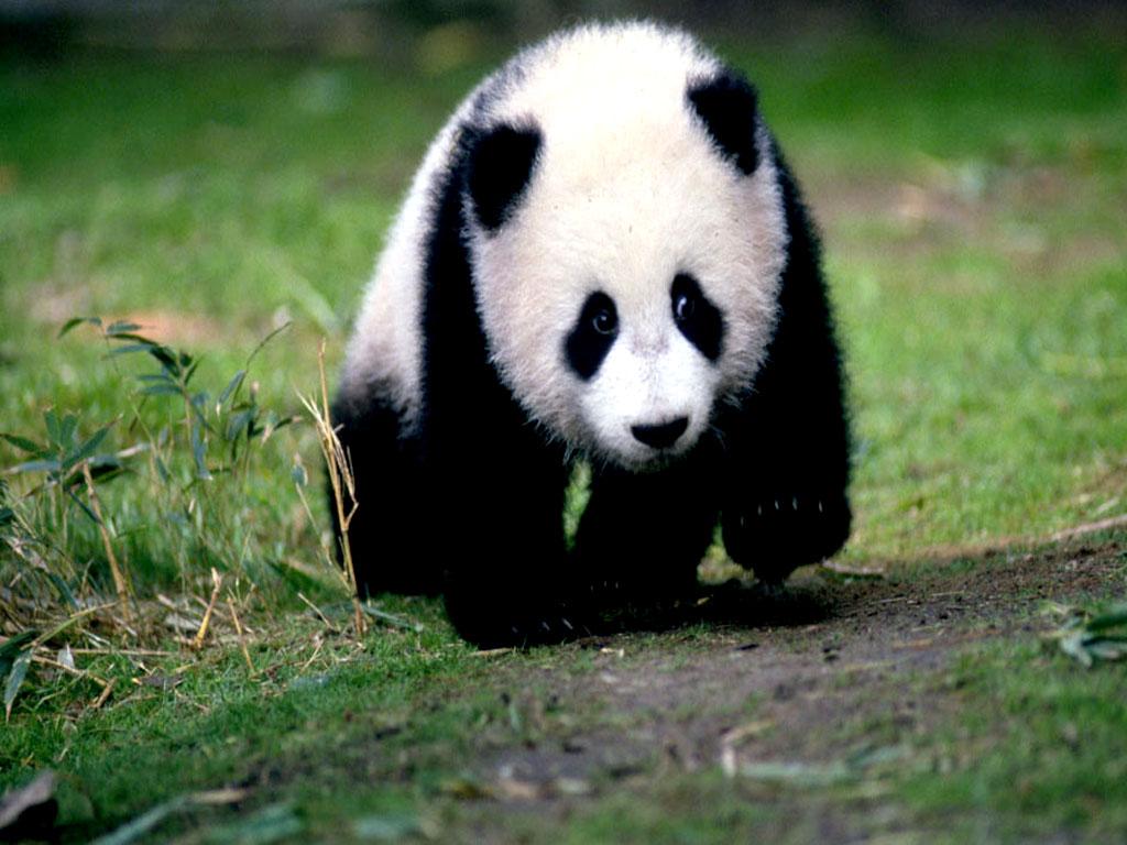 ANIMALS WALLPAPERS: Panda Cub Photo Gallery , Panda baby pic