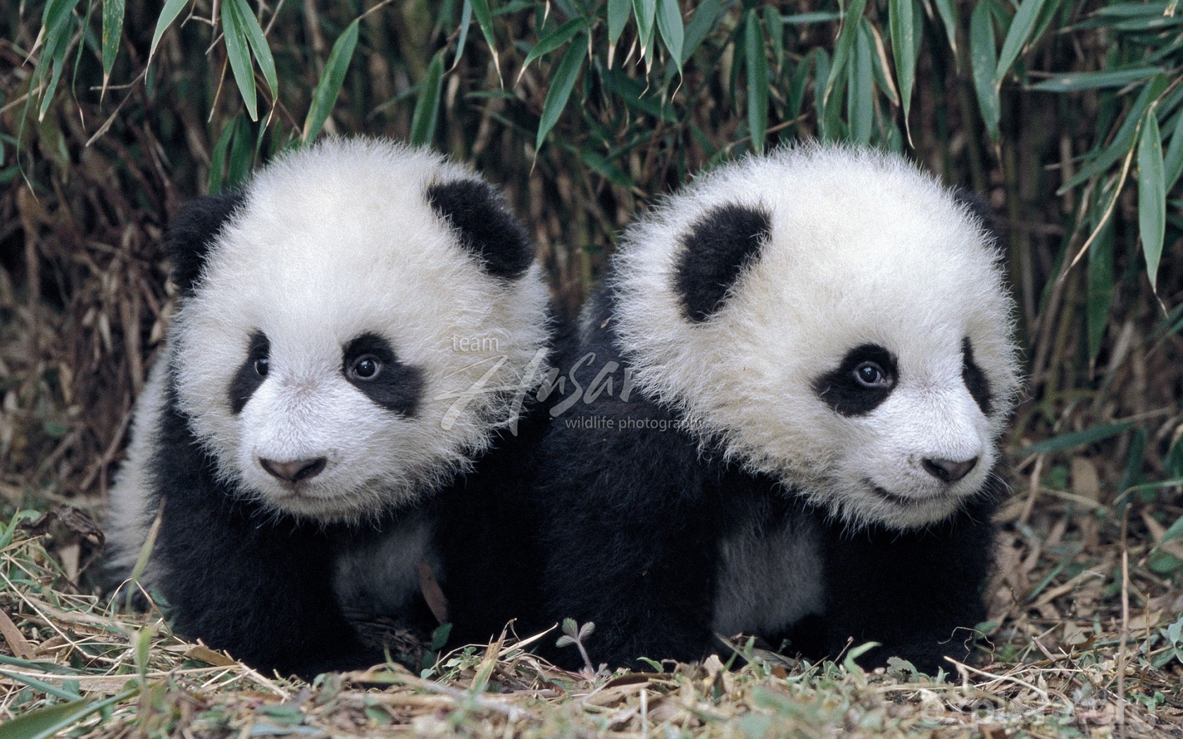 Free download twin giant panda cubs in a bamboo grove