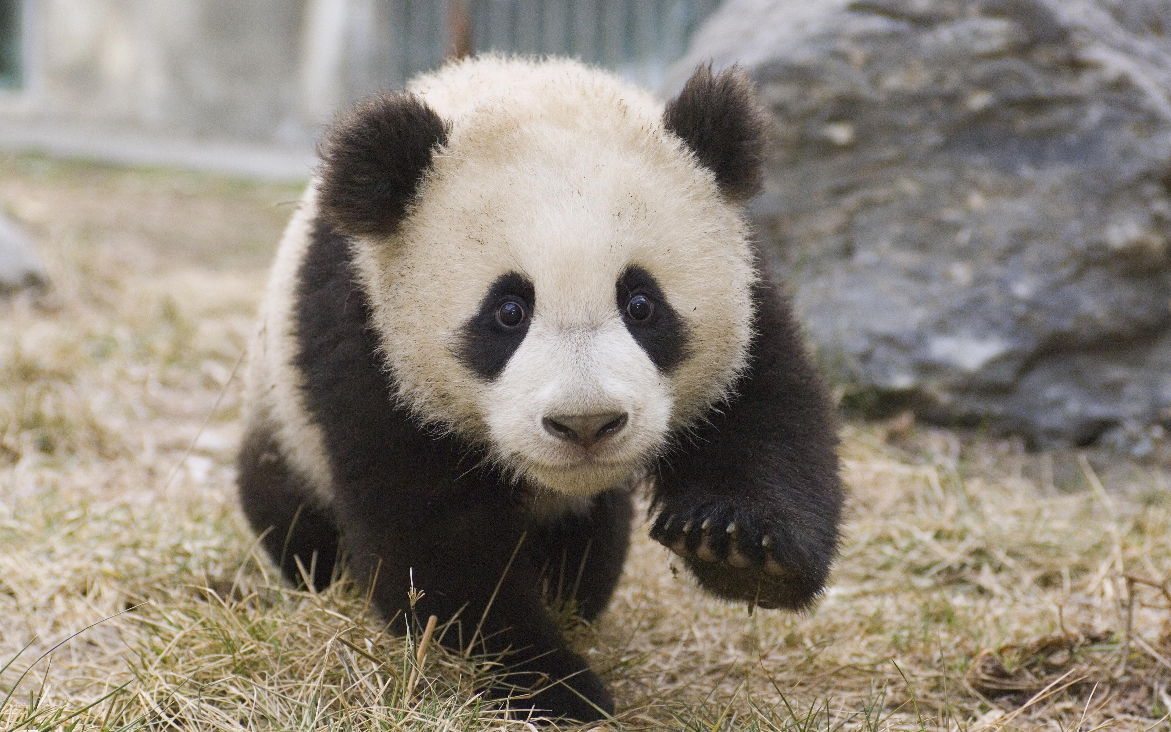 Download wallpaper little panda, cute animals, bear cub