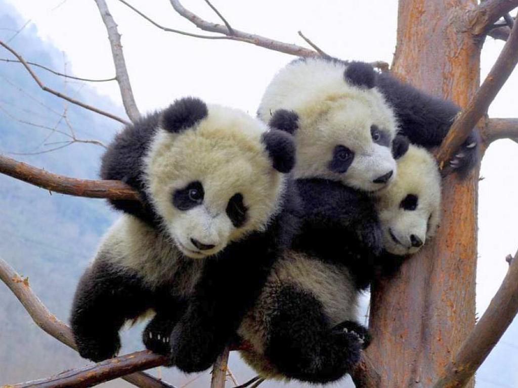 Cute Baby Panda wallpaperx768