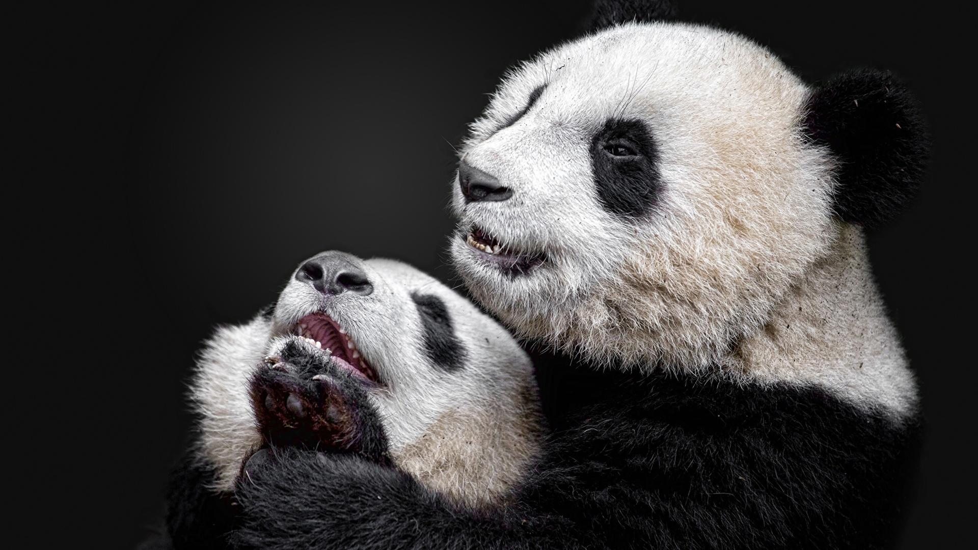 Picture Pandas Cubs Two Animals 1920x1080