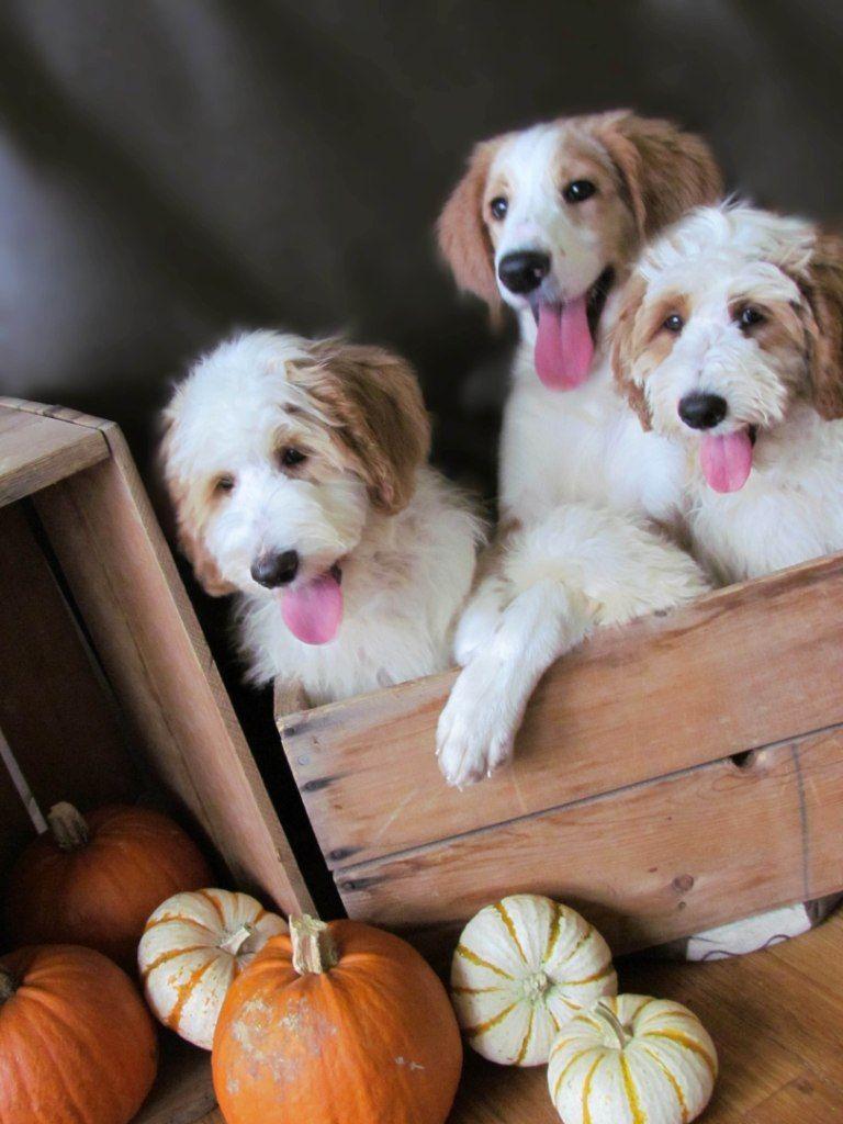Red and White Bernedoodle Puppies. Nature. Bernedoodle