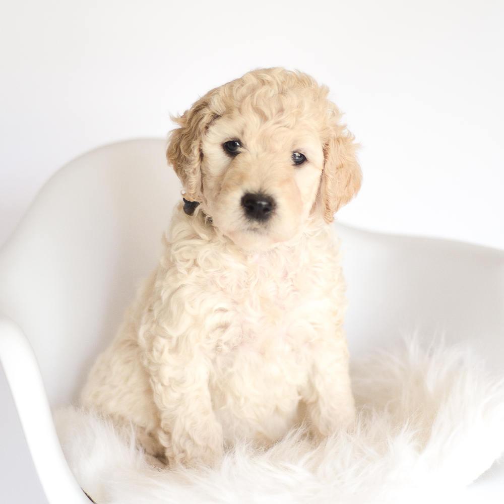 Golden Sheepadoodle Puppies