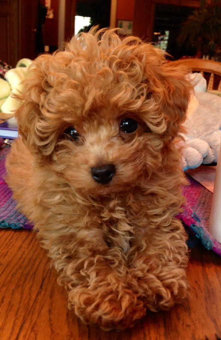 Fresh Toy Poodle Puppies Near Me