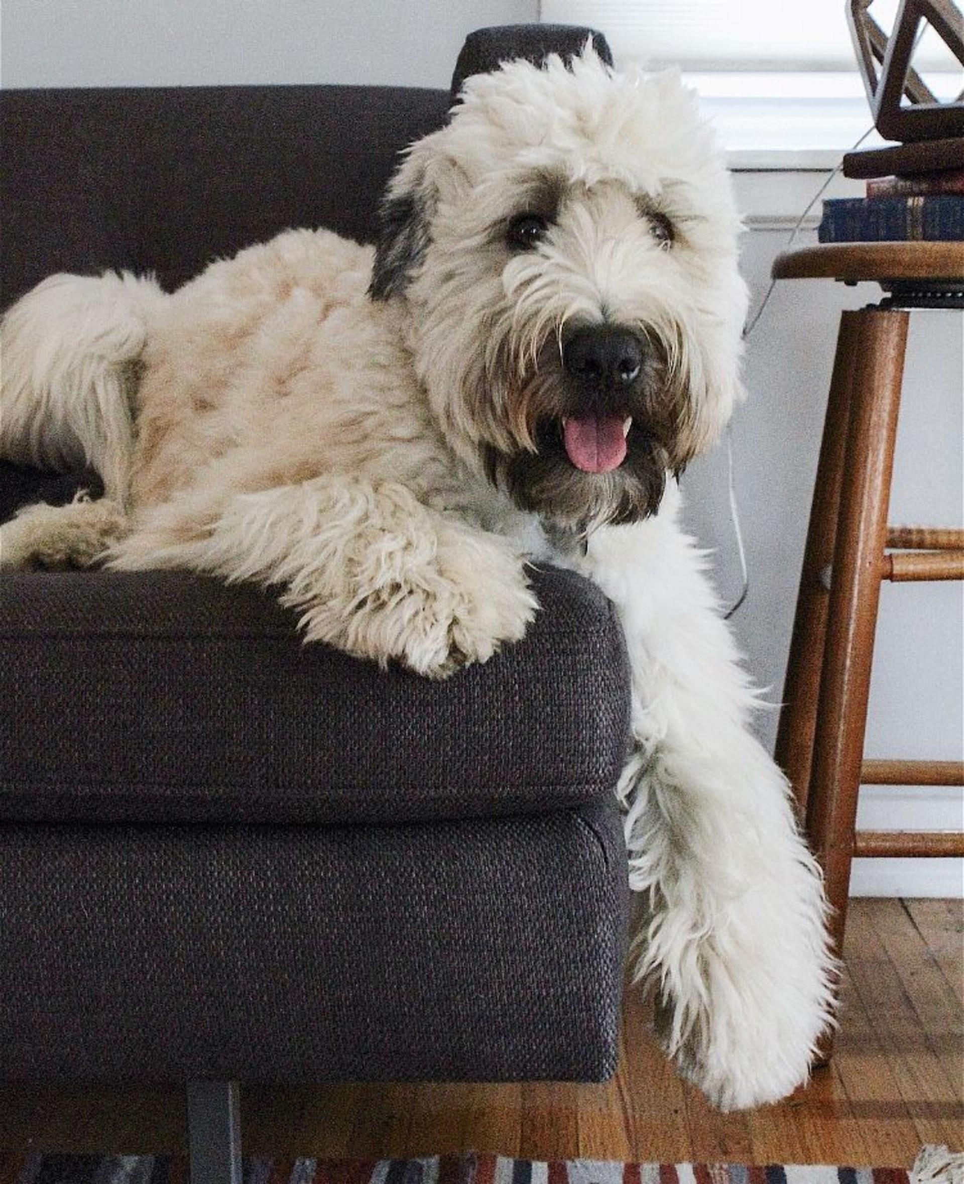 wheaten terrier HD Wallpaper