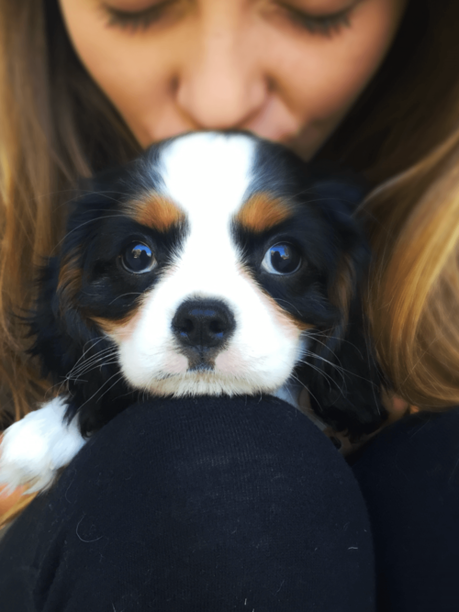 puppies utah & Puppies