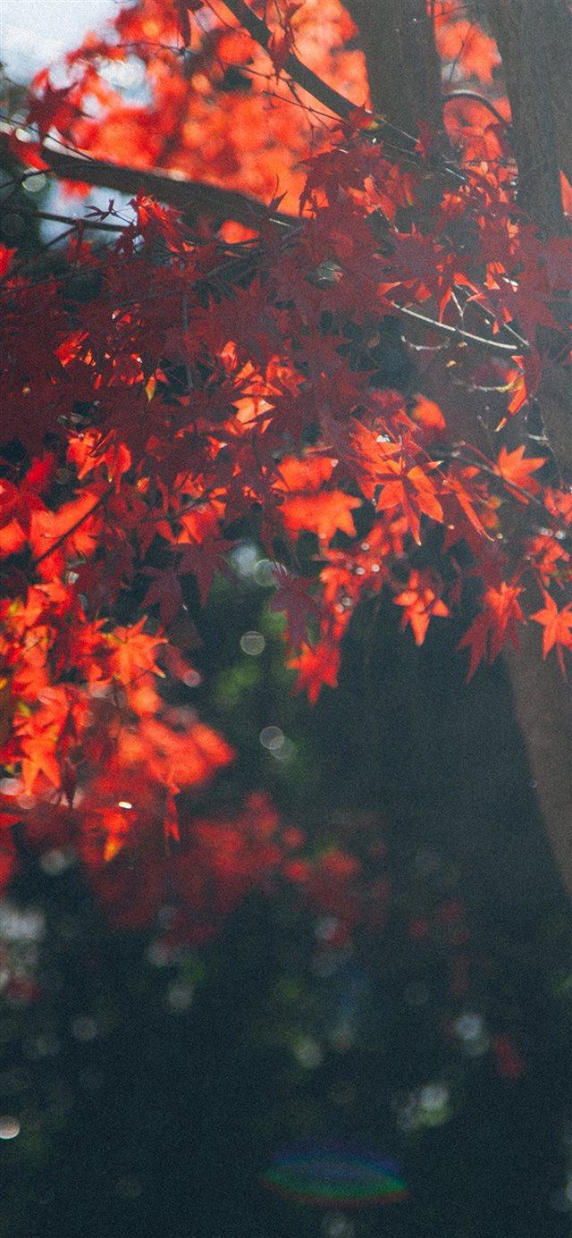 Fall Tree Autumn Nature iPhone X Wallpaper Free Download