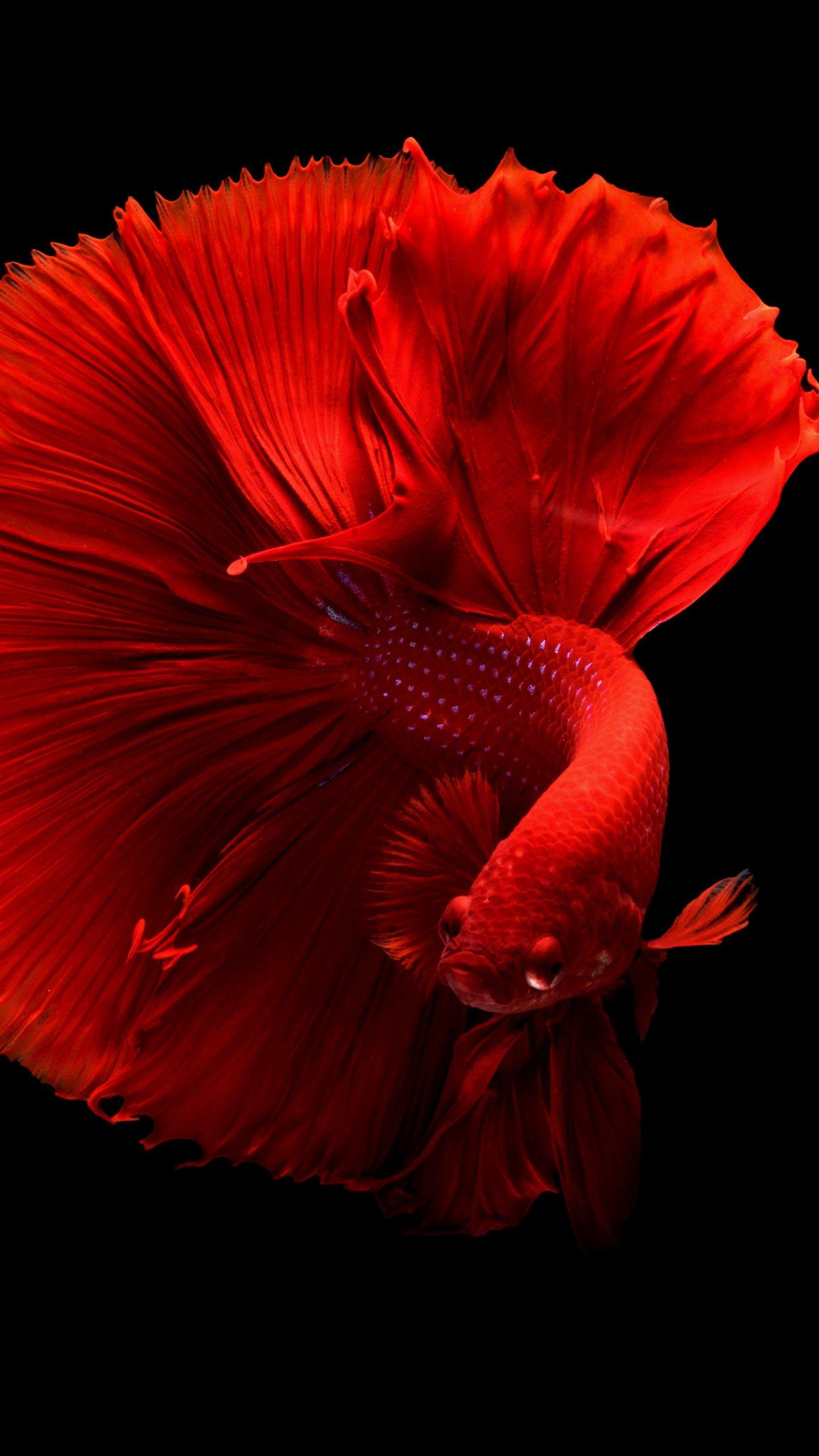 Siamese Fighting Fish Wallpaper, Android & Desktop Background