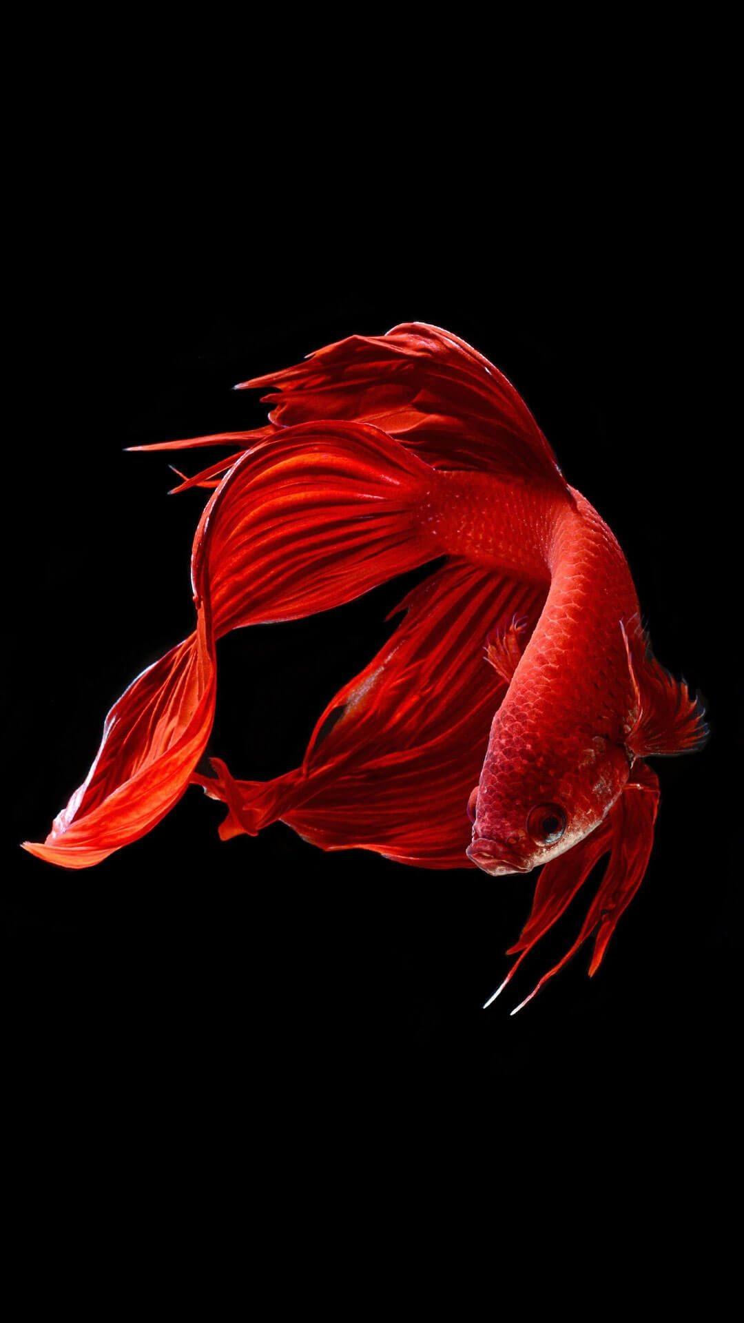 Red Fish Wallpaper