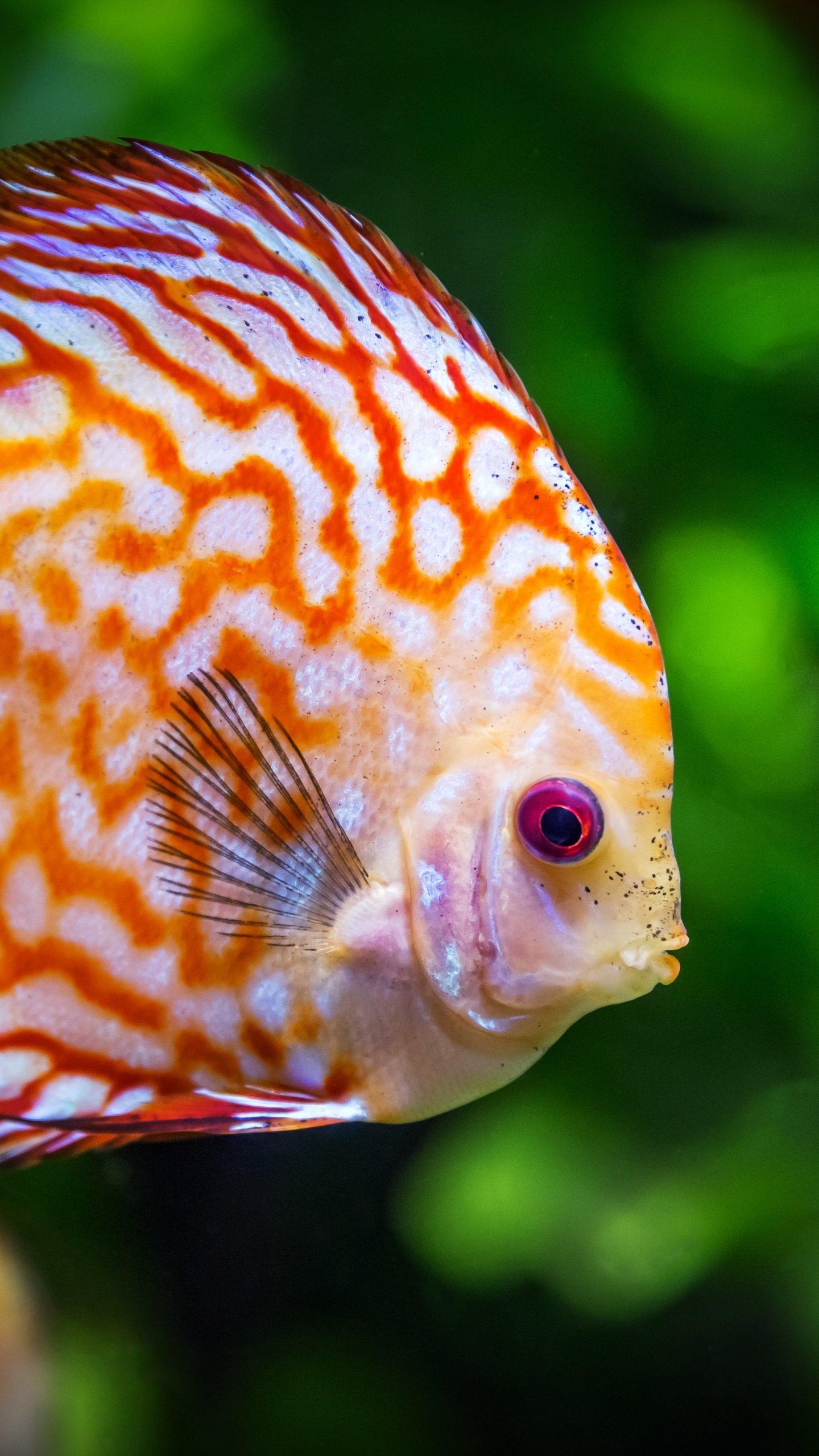 Discus Fish Underwater Wallpaper, Android & Desktop