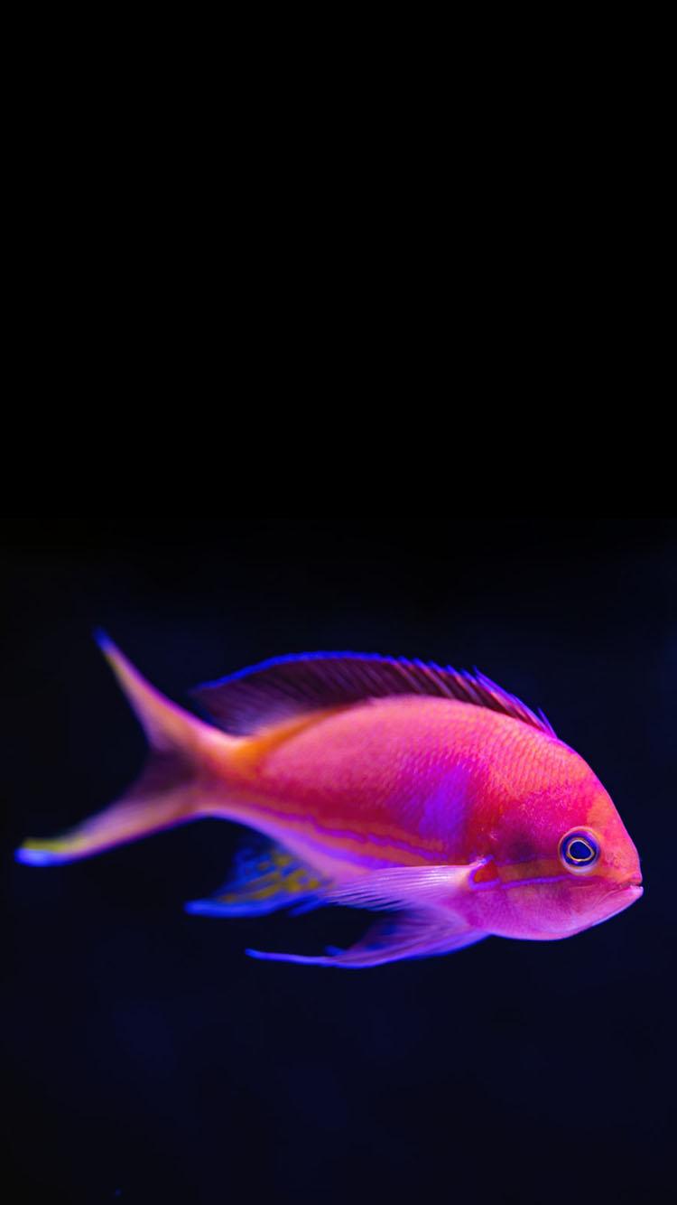 Pink Tropical Fish Wallpaper Phone.com PRINTABLES