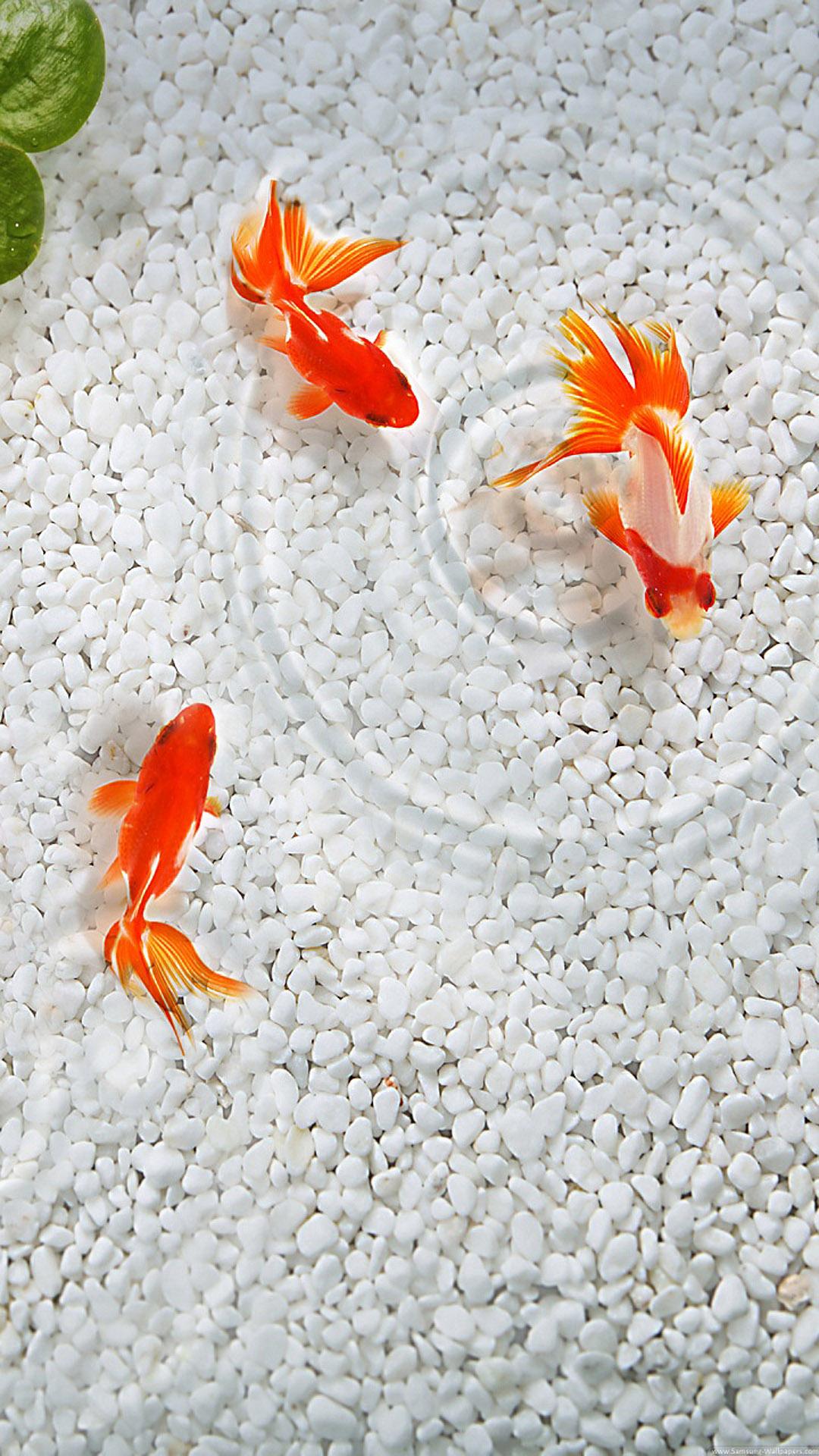 Japanese Fish 7 Fish Wallpaper Hd, Download