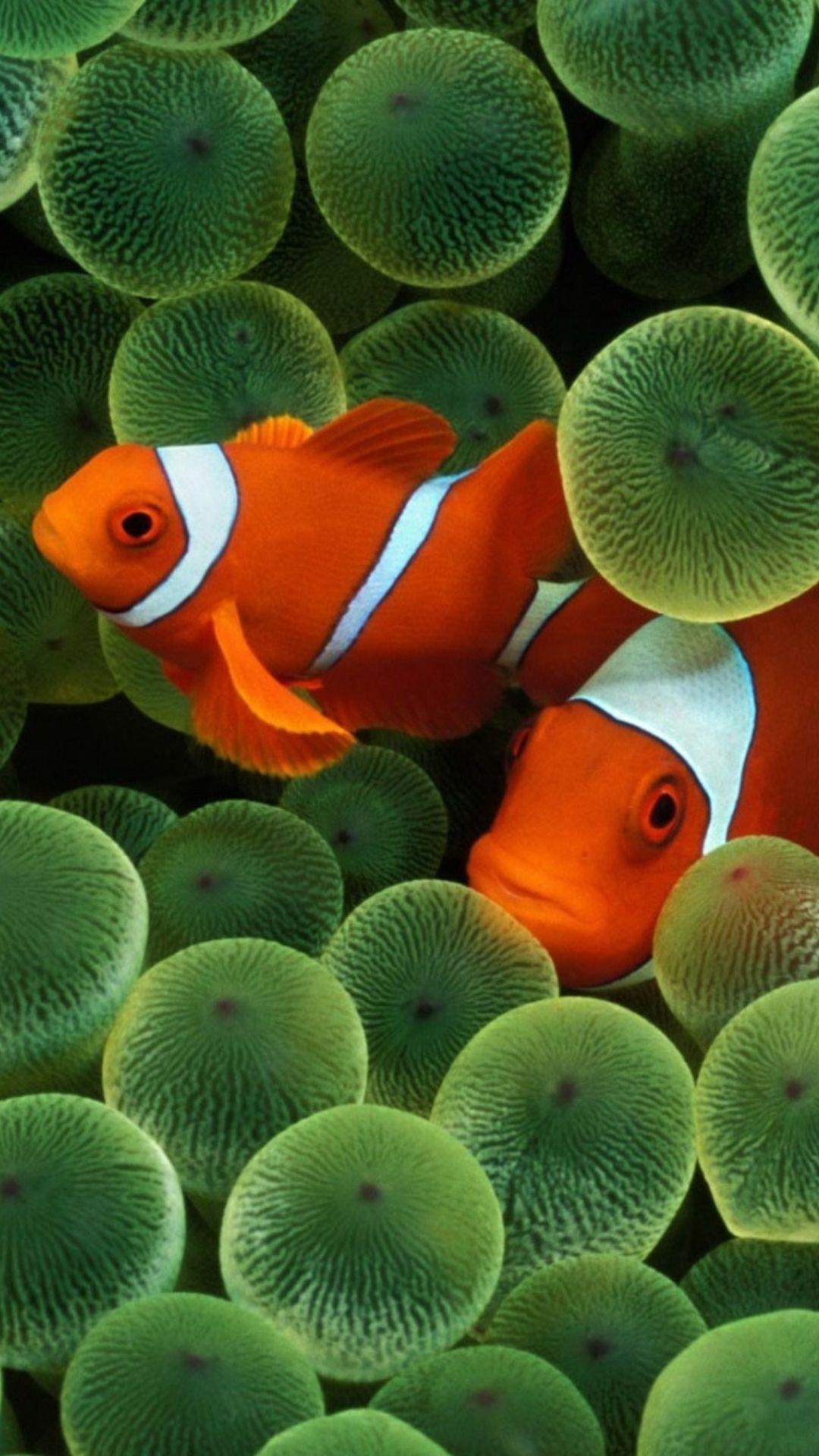Orange Fish HD Desktop Wallpaper Widescreen High Definition