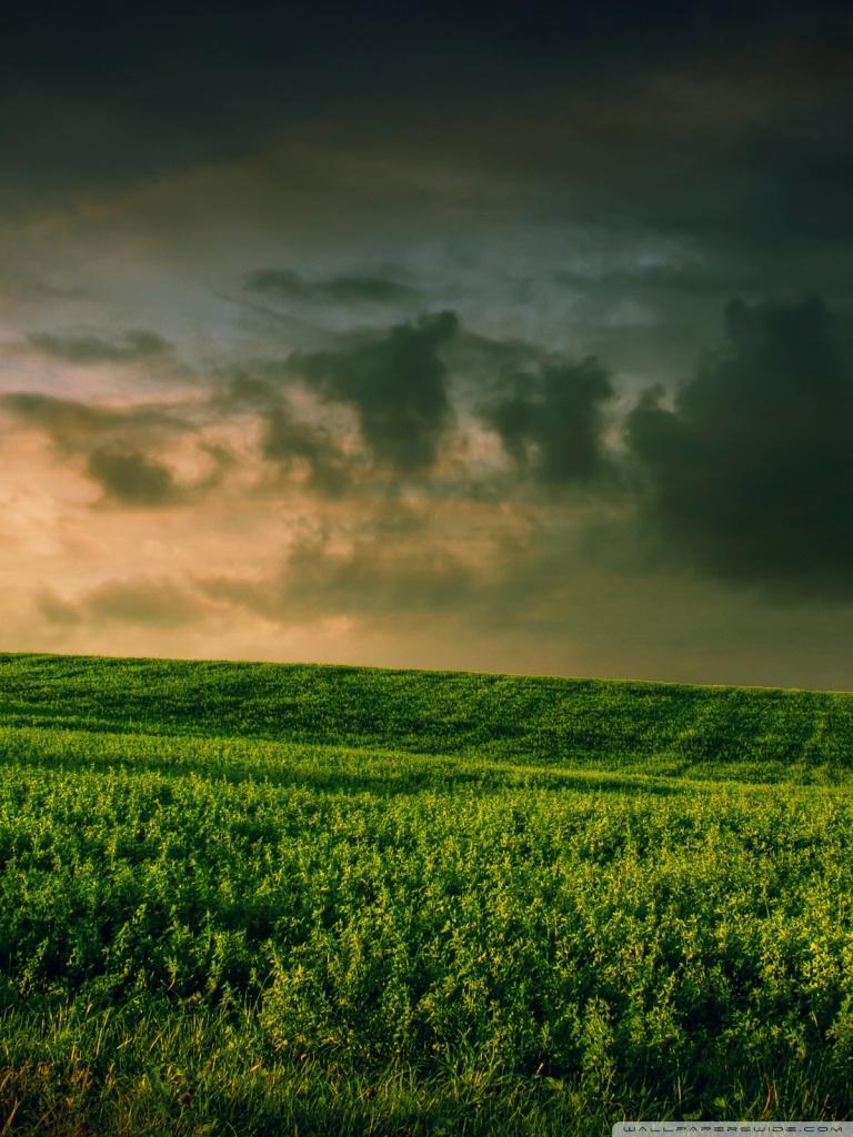 Beautiful Green Grass Field ❤ 4K HD Desktop Wallpaper