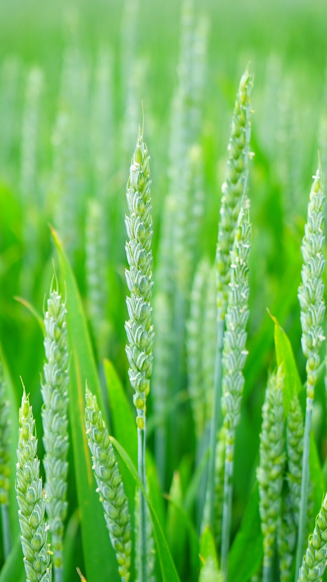 Green Wheat HD Wallpaper For Your Huawei Honor 8 Smartphone