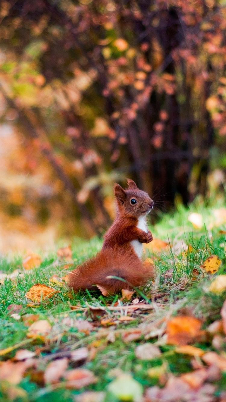 Fall Wallpaper With Squirrel