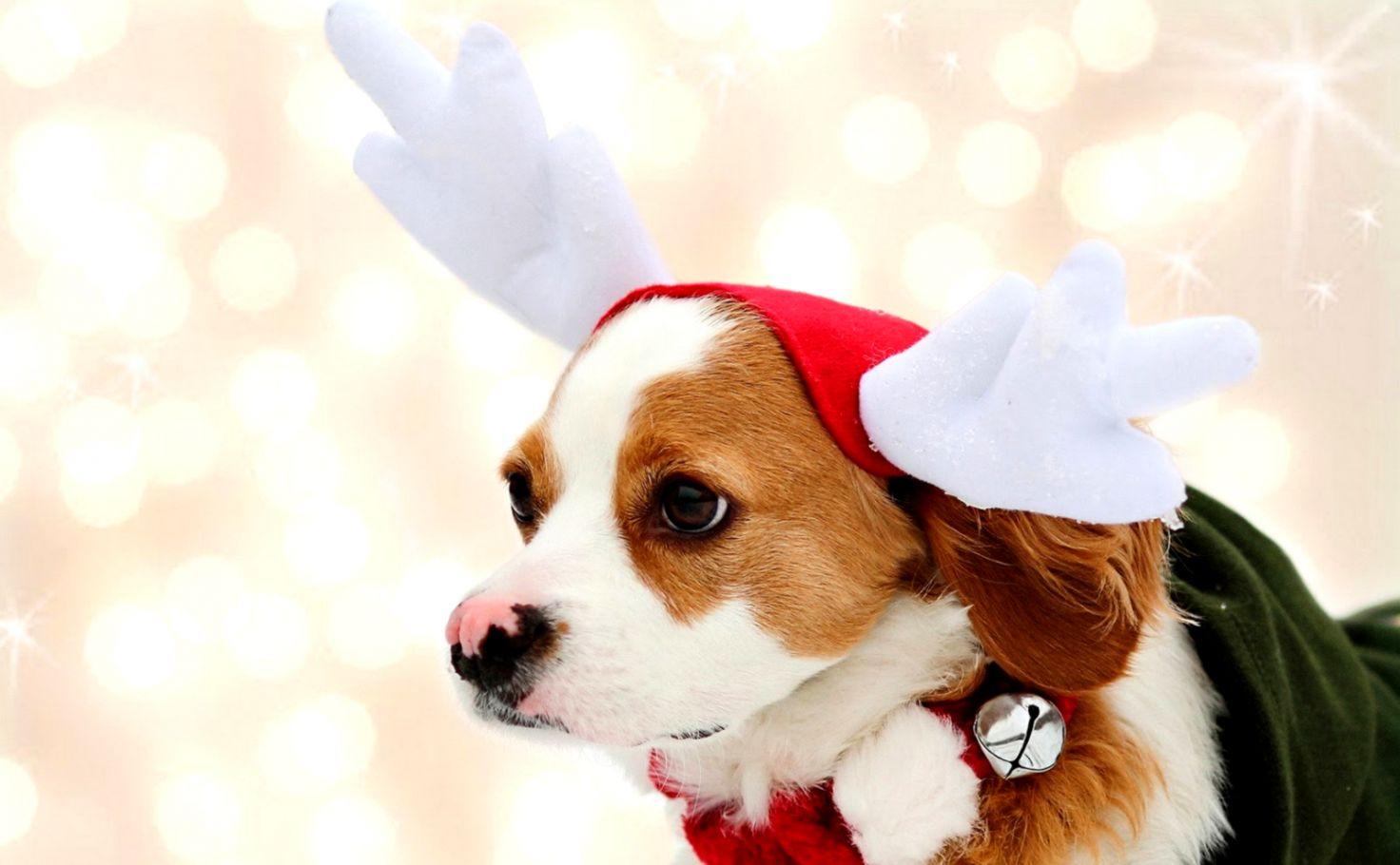 Cute Christmas Puppies Desktop Wallpaper. HD Wallpaper Gallery