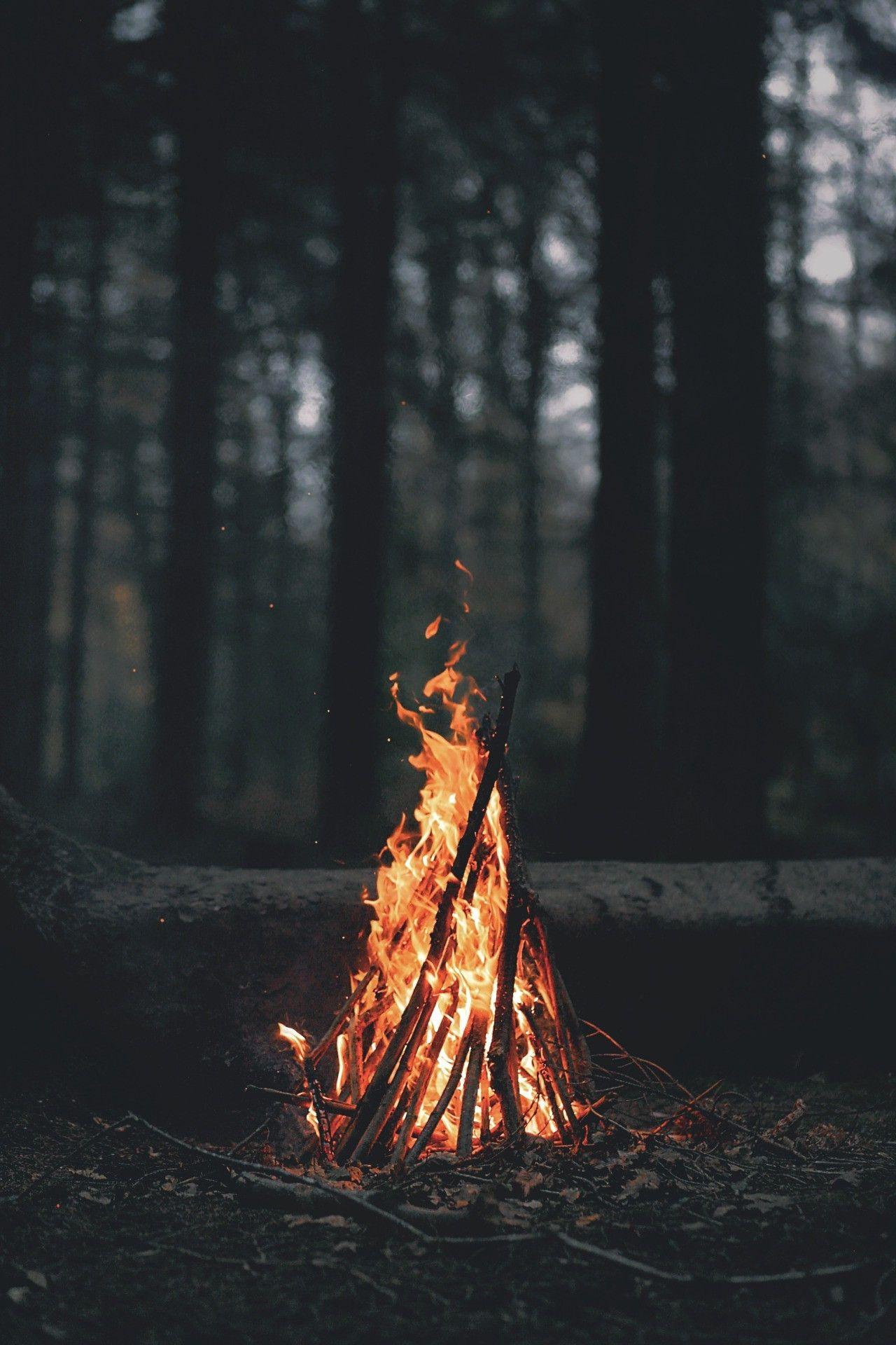 portrait Display, Nature, Trees, Forest, Fire, Wood, Leaves
