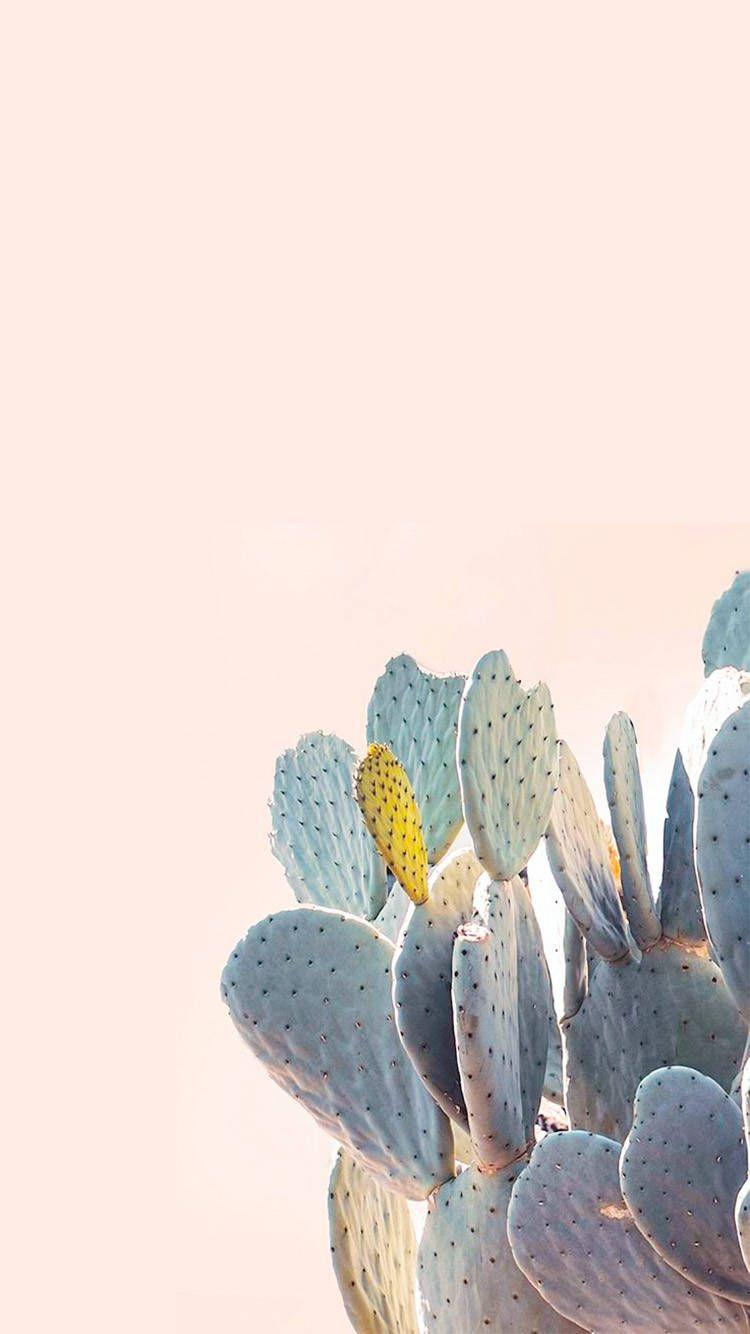 cactus, desert. A T L A S. Cute wallpaper