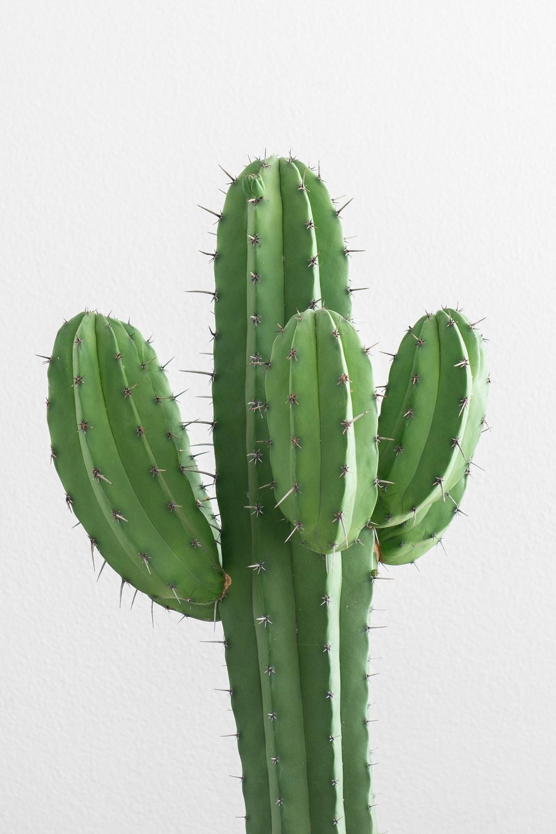 Best Free Cactus Picture