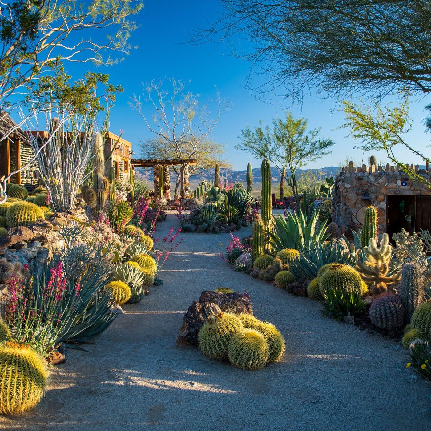 Why cactuses and succulents are the perfect plants for this