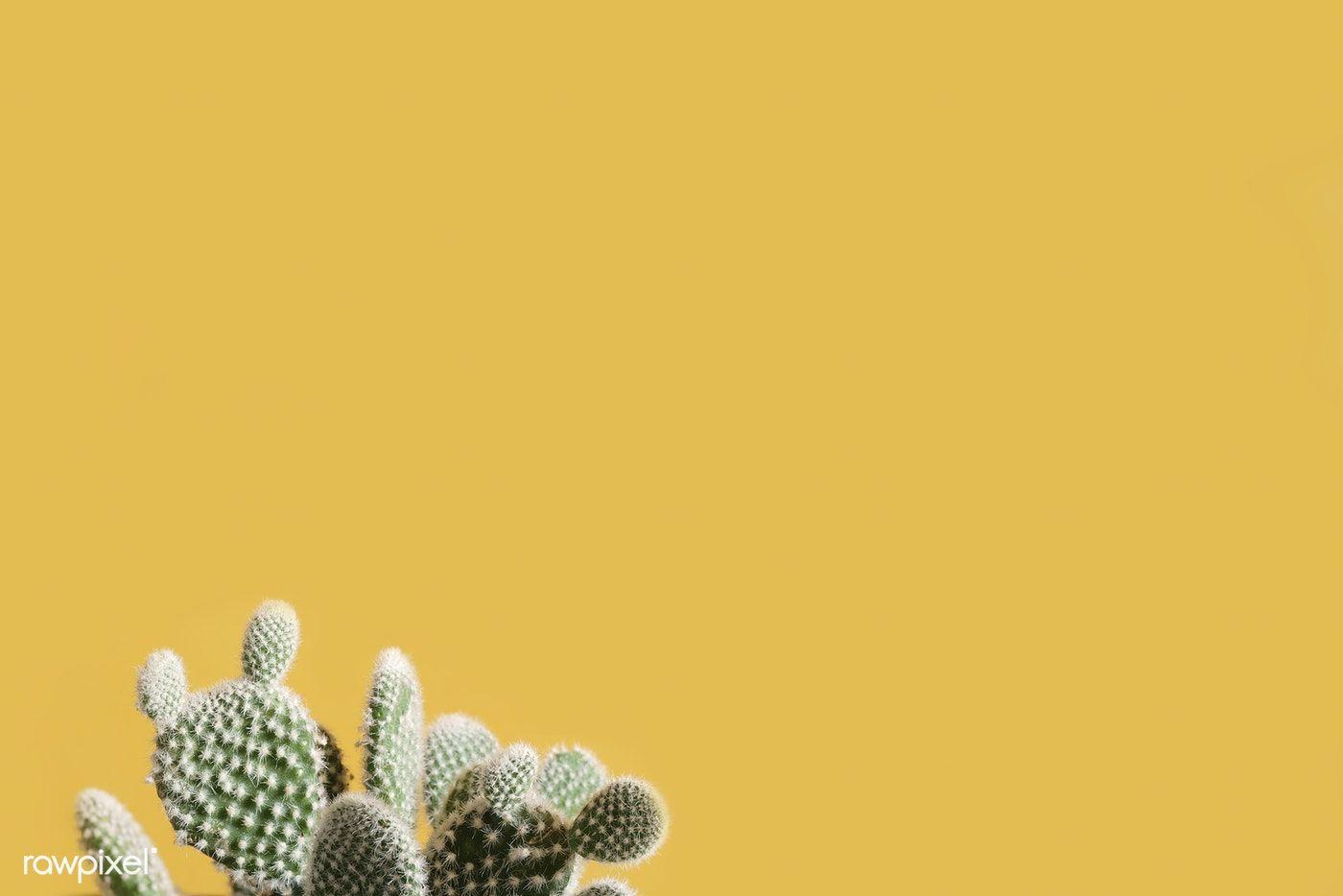 Cactus on a yellow background. free image