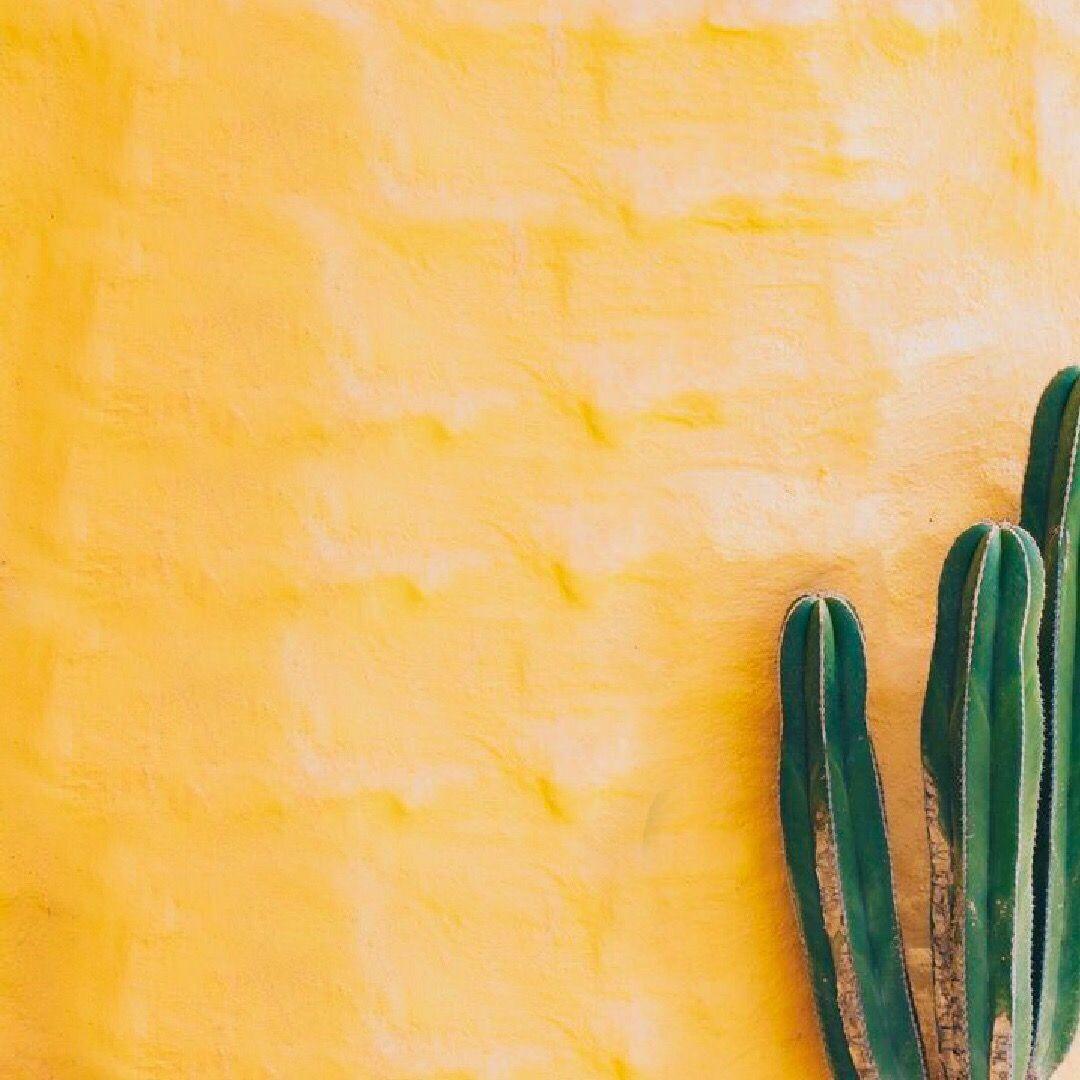 yellow background with green cacti, wedding decor