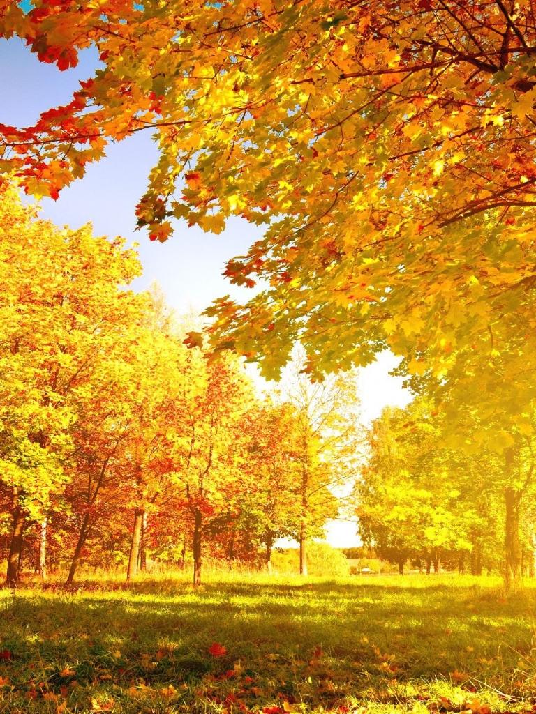 Free download Autumn Tree Wallpaper HD Wallpaper Pulse
