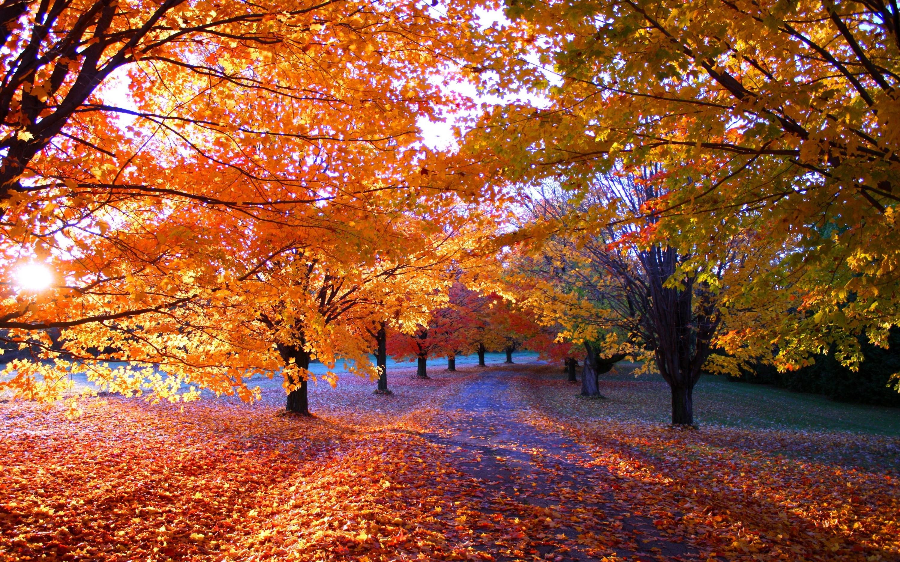 nature, Fall, Park, Sunrise, Leaves, Orange, Trees, Path, Sunlight, Landscape, Grass, Morning Wallpaper HD / Desktop and Mobile Background