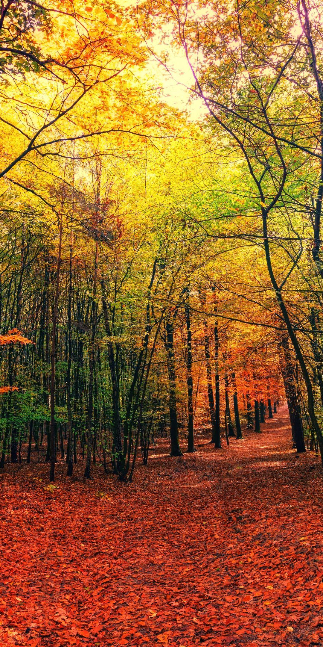 Autumn, leaves, fall, tree, forest, nature, 1080x2160 wallpaper. Best nature wallpaper, Nature background iphone, Nature wallpaper