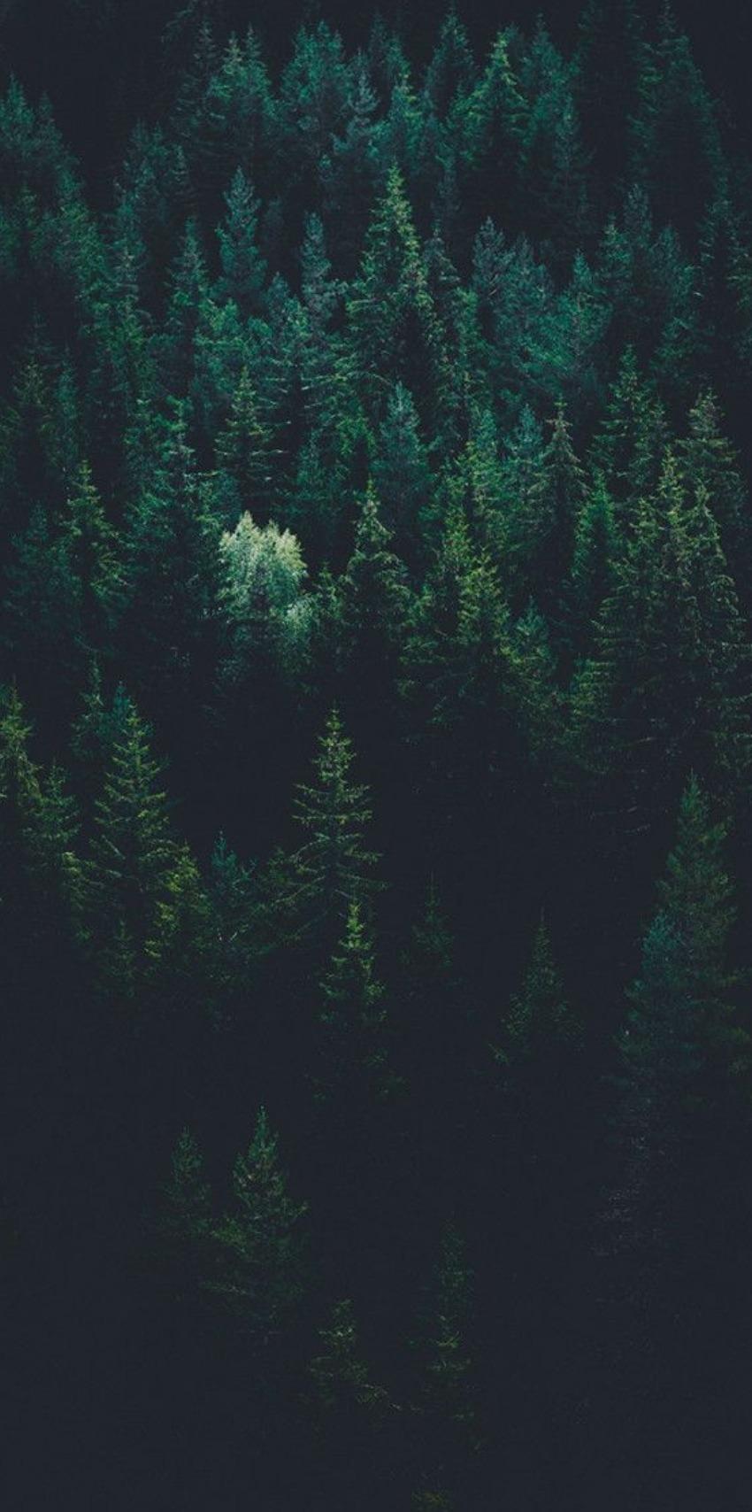 forest wallpaper tumblr