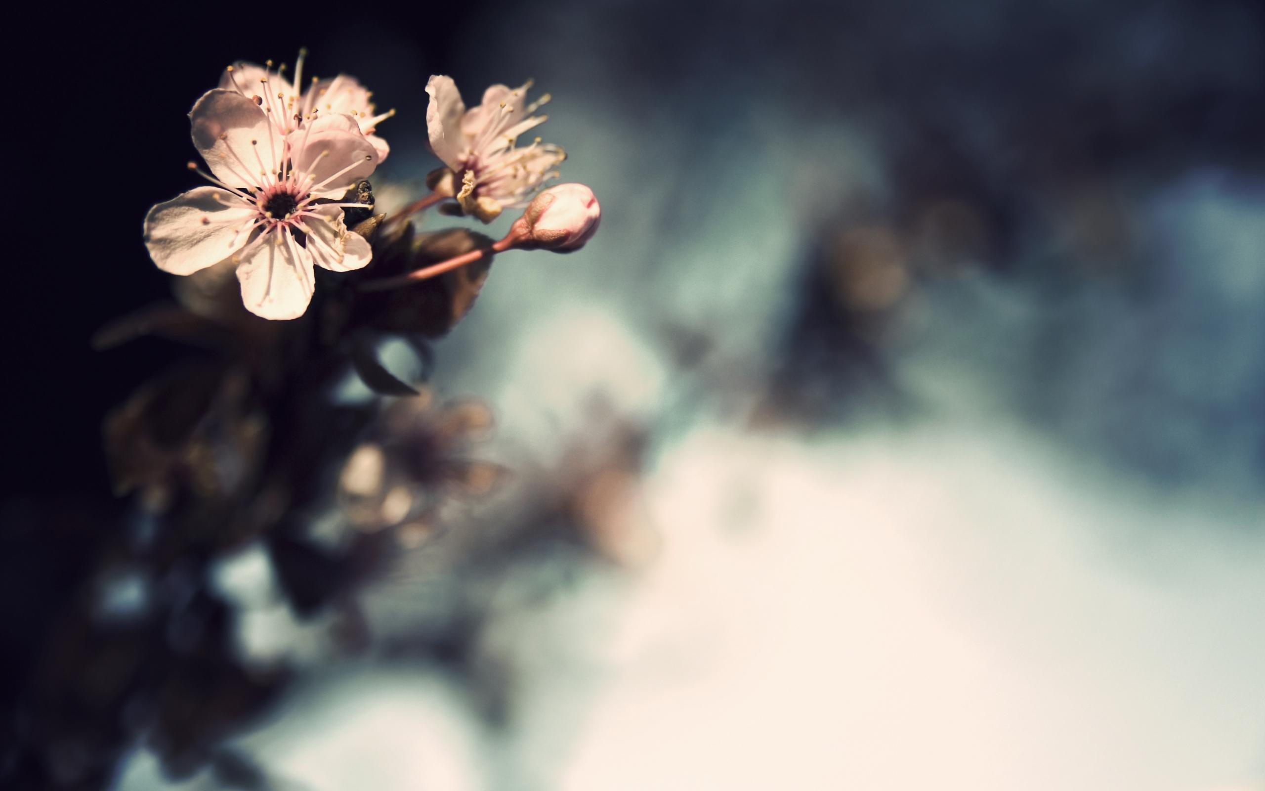 Flower Vintage Wallpapers Wallpaper Cave