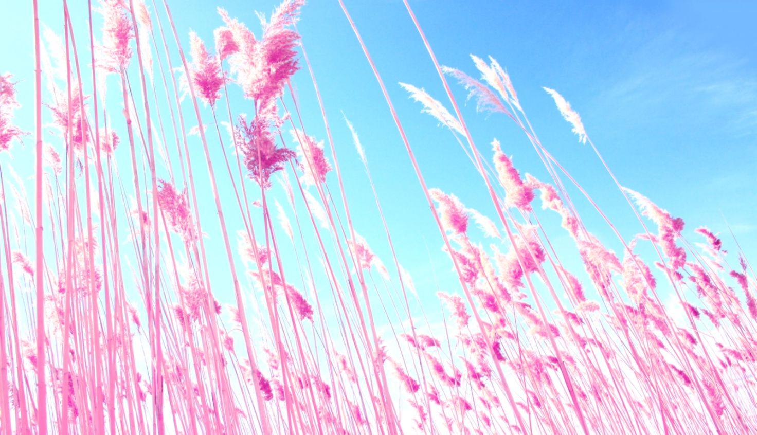 Background Pink Desktop HD Wallpaper
