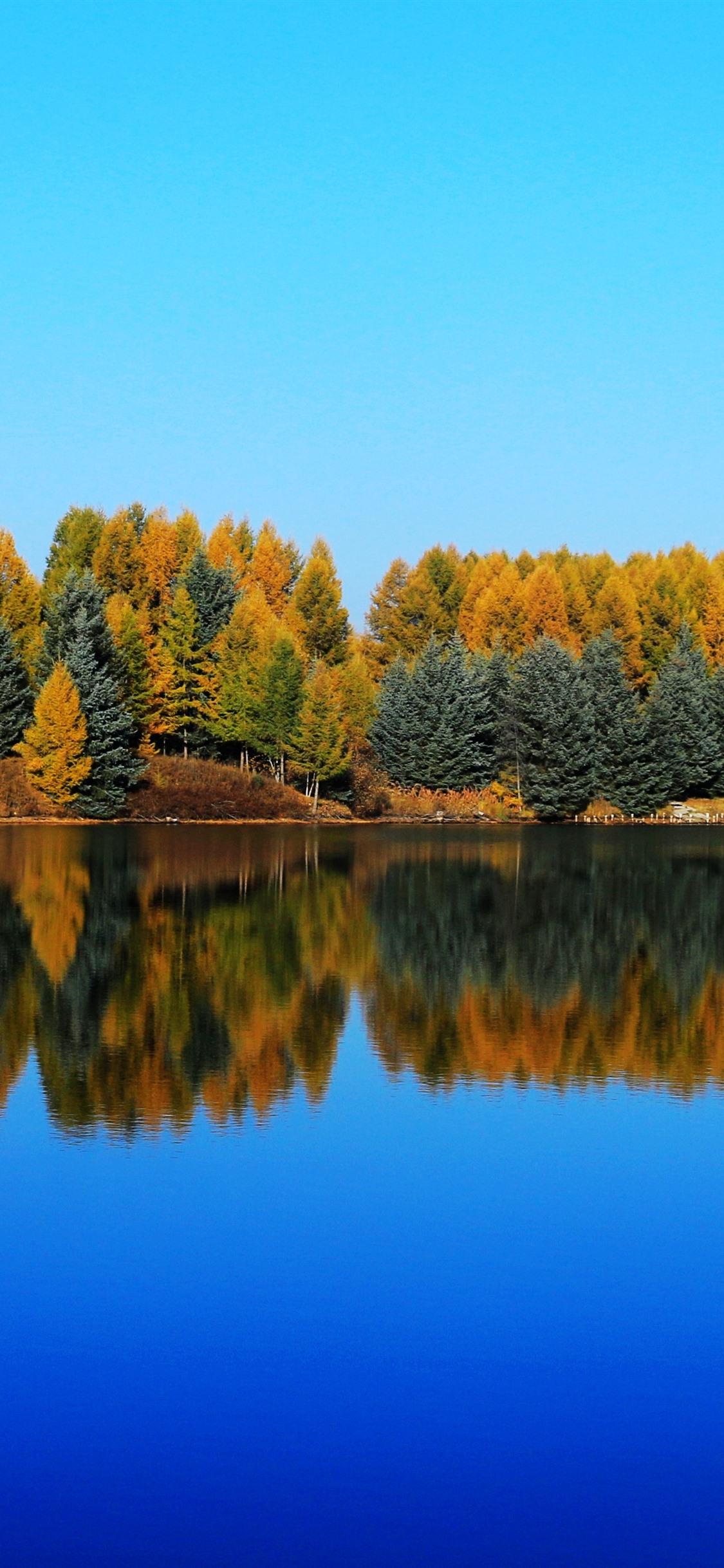 Saihanba, Shenlongtan, Trees, Lake, Water Reflection, Autumn 1125x2436 IPhone 11 Pro XS X Wallpaper, Background, Picture, Image