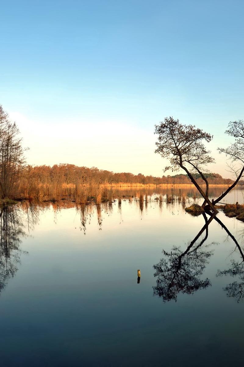 Download wallpaper 800x1200 lake, trees, autumn, reflection