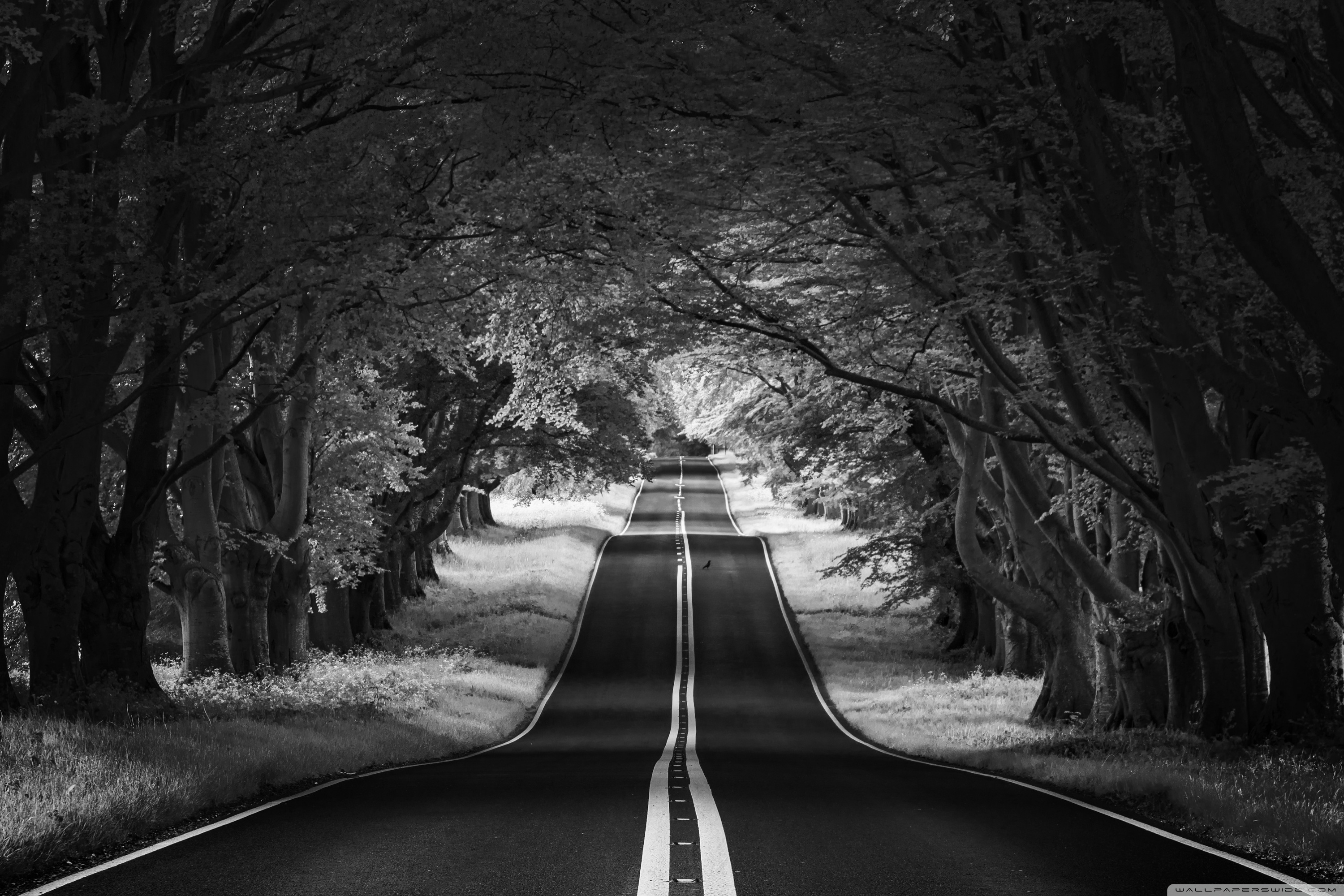 Road Landscape, Aesthetic, Black and White ❤ 4K HD Desktop