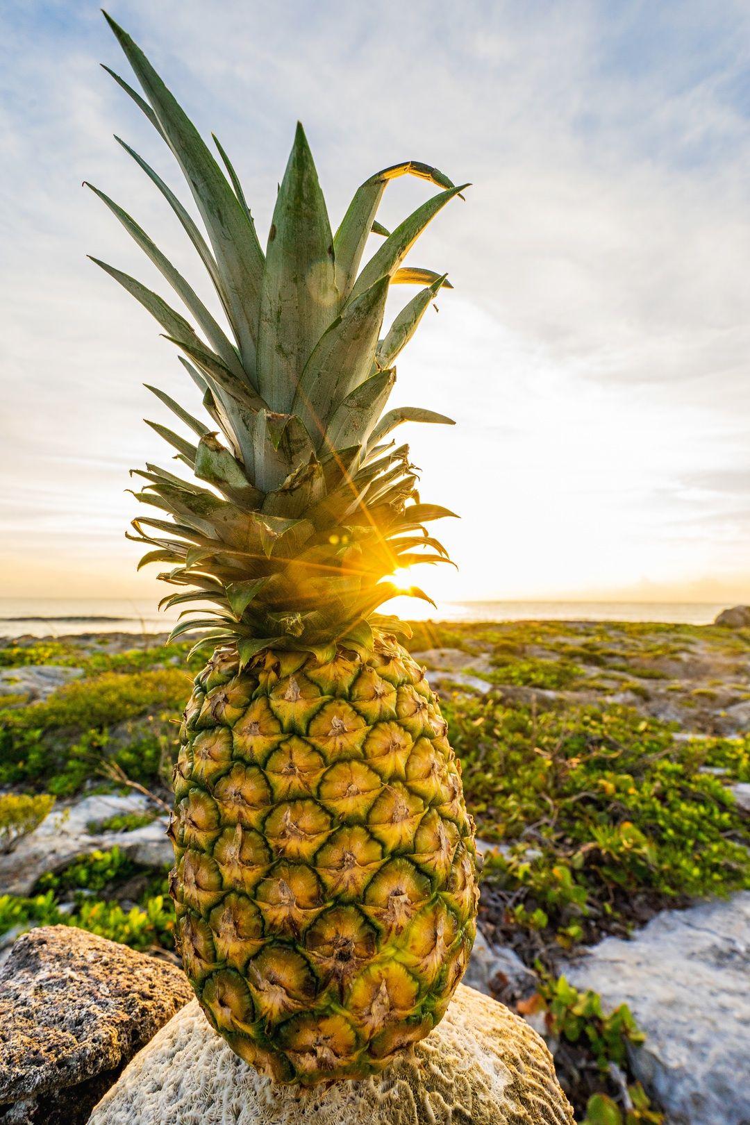 Free pineapple photography. Pineapples. Pineapple picture
