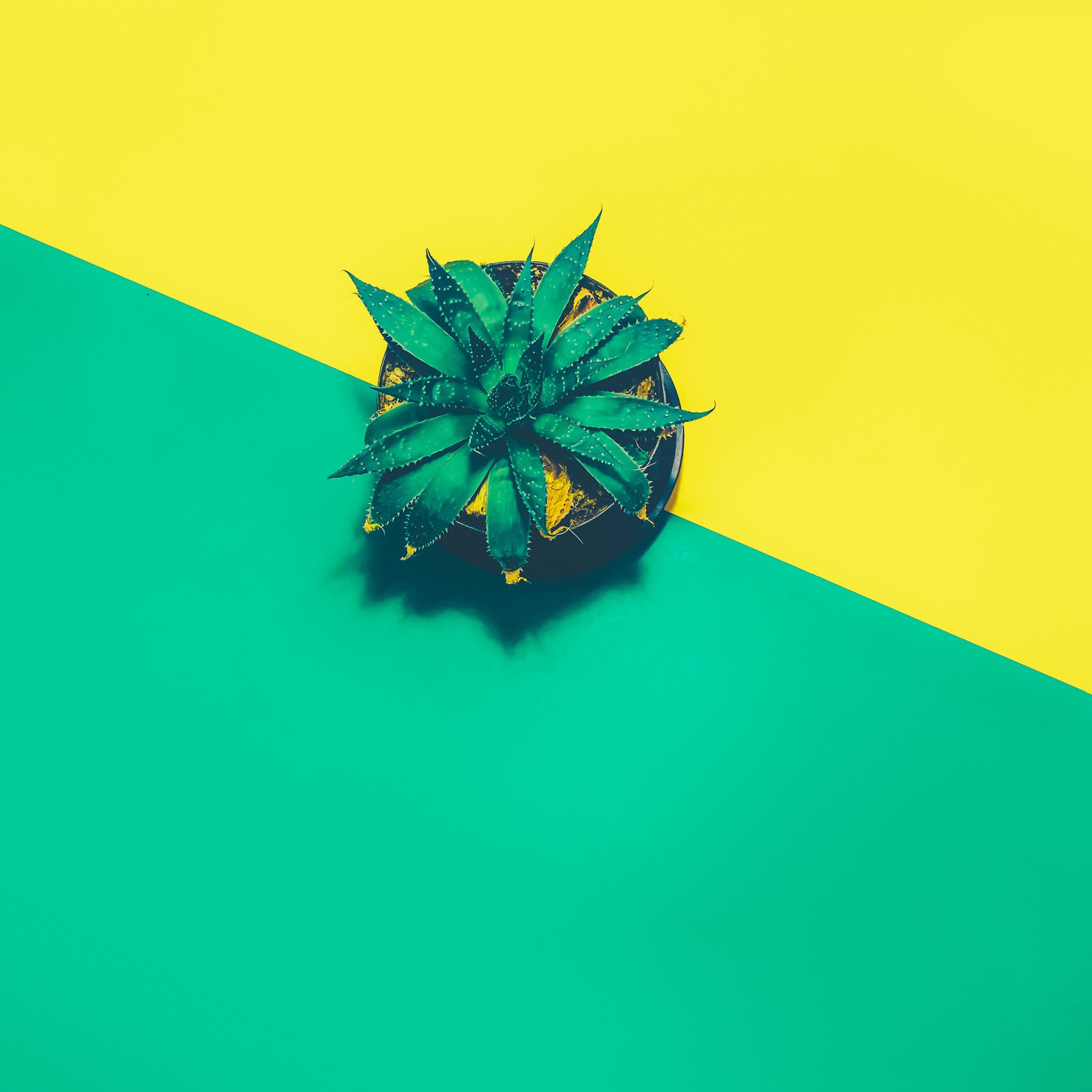 Wallpaper Pineapple, Minimal, 4K, Photography