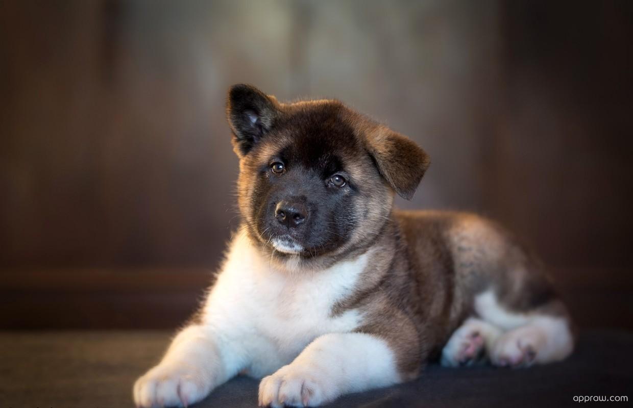 Cute Japanese Akita Inu Puppy Wallpaper download Inu