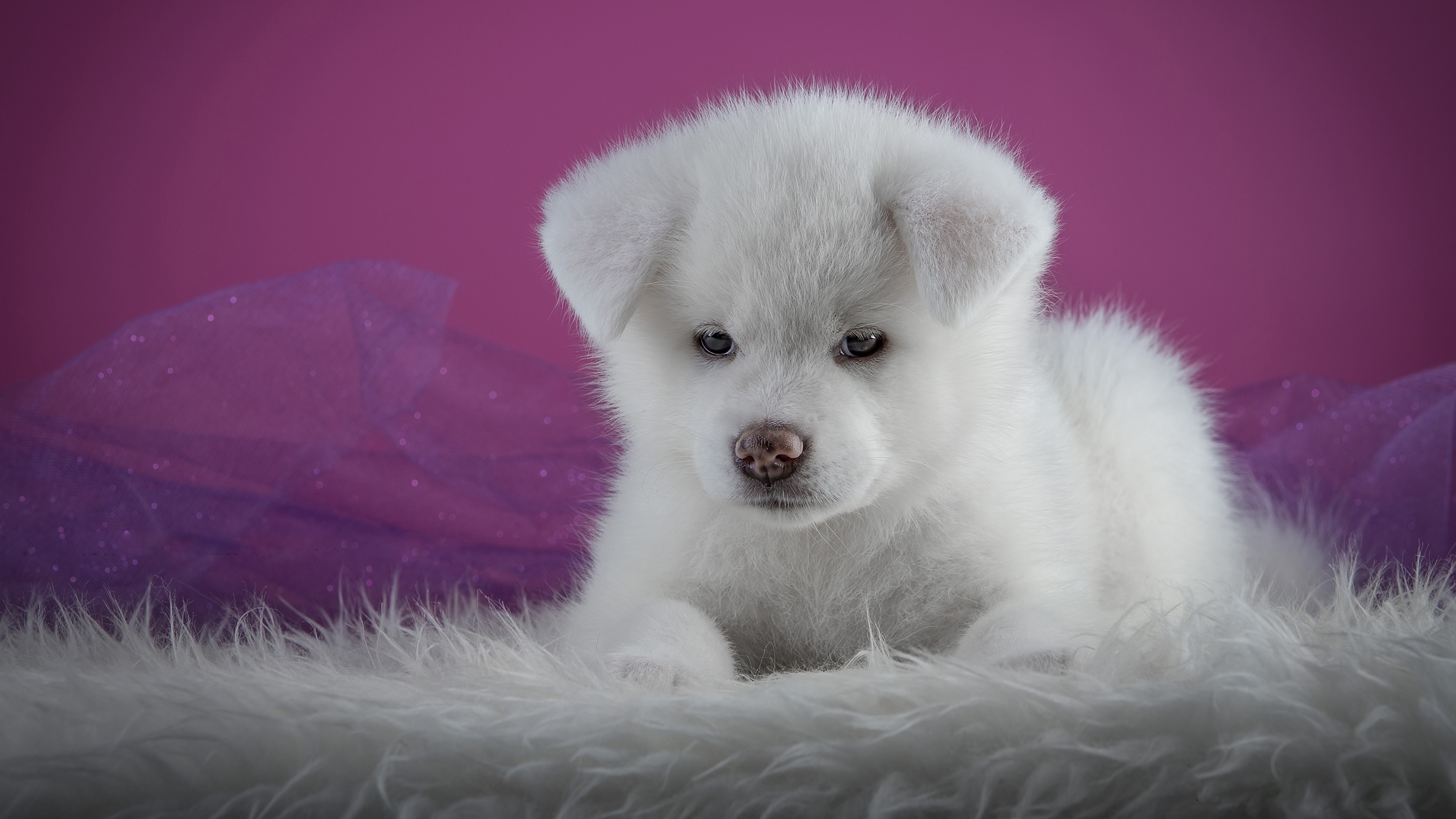 Photos Akita puppies Dogs White Animals 3840x2160