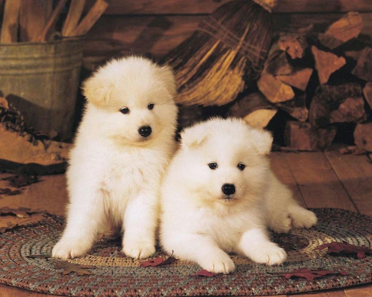 Two white American Akita puppies photo and wallpaper