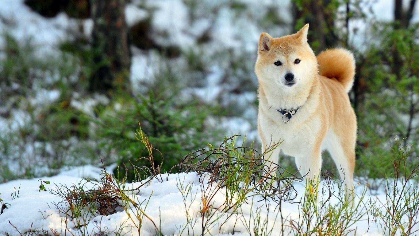 Animals Akita Dog Breed Animal Best Image HD Wallpaper