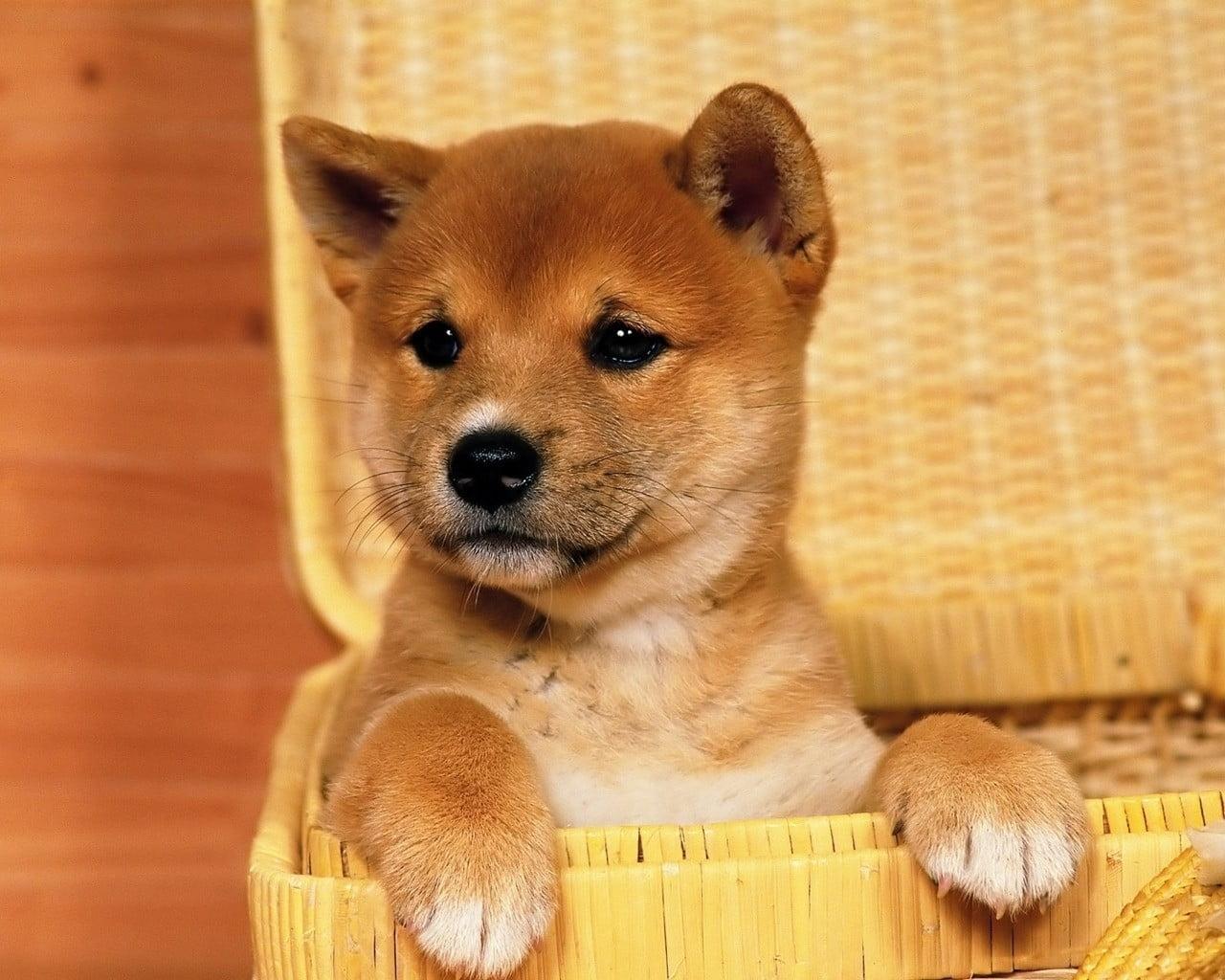 Akita shinu puppy, Shiba Inu, dog, baskets, animals HD