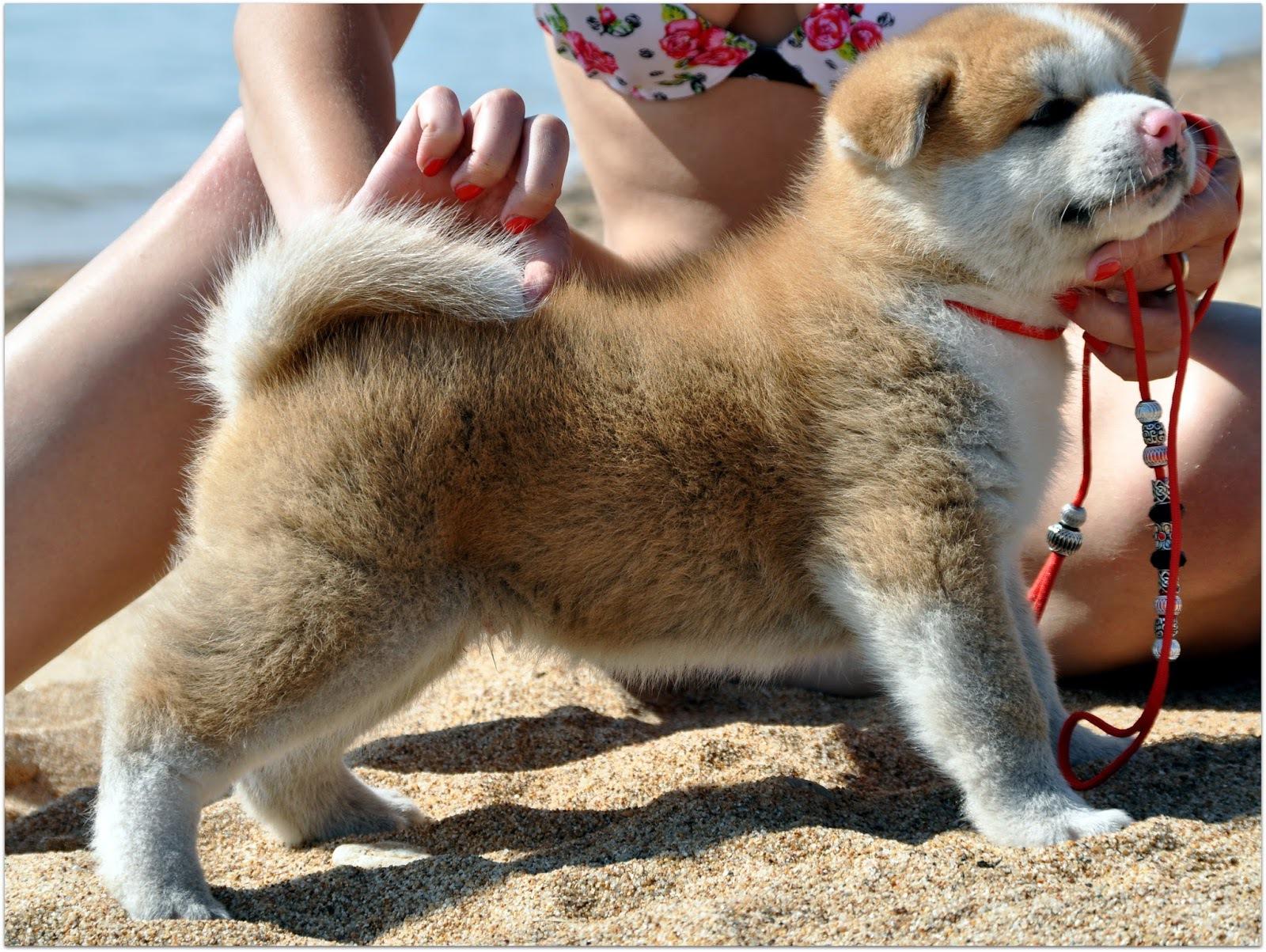 Stand Akita Inu puppy wallpaper and image