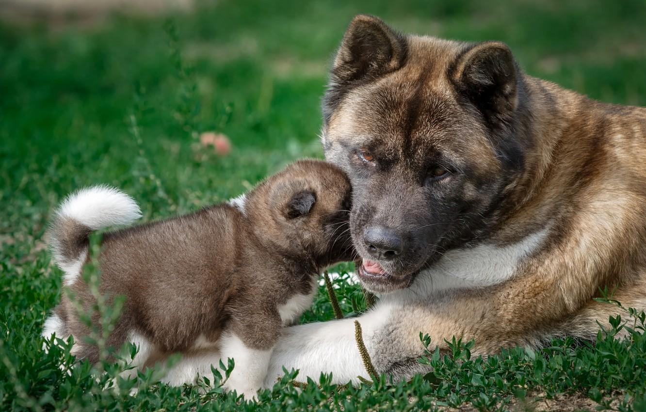 Wallpaper baby, puppy, mom, American Akita image