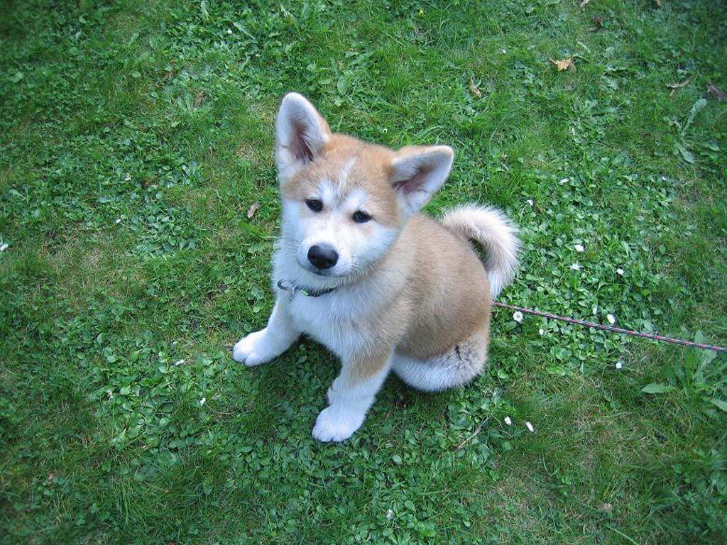 Akita inu puppy wallpaper