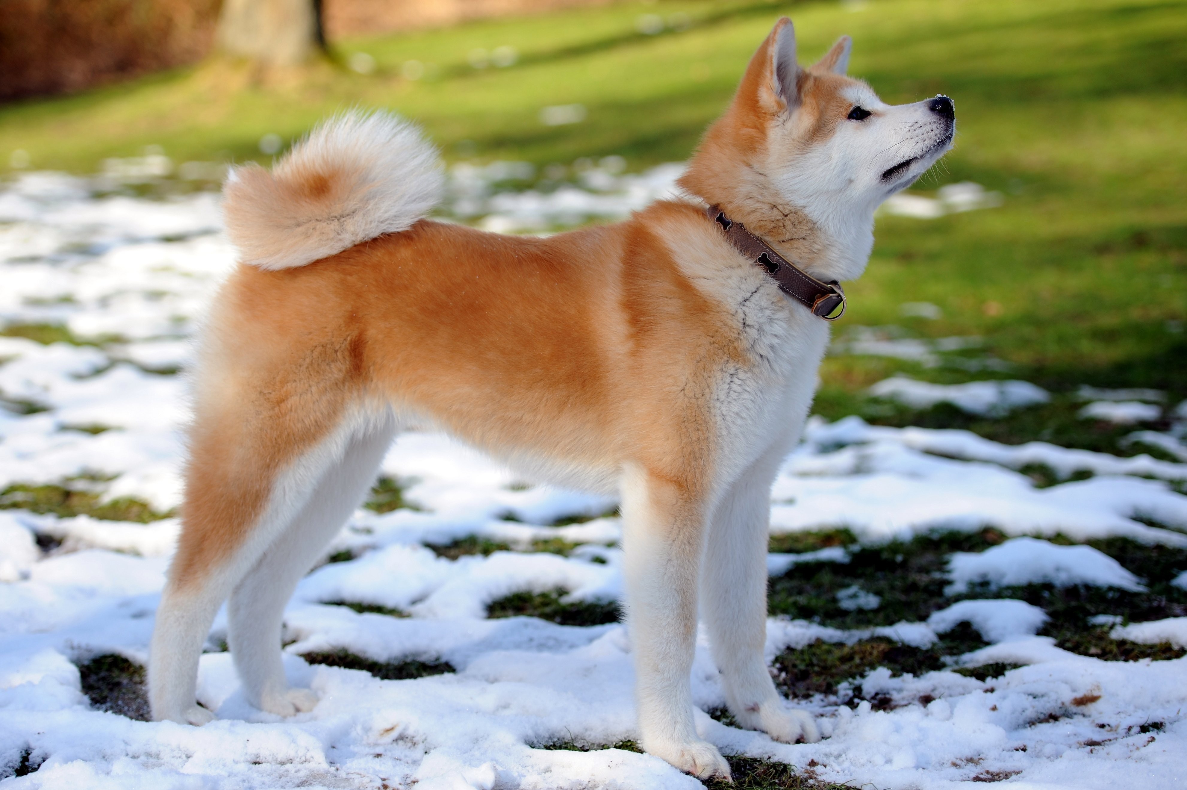 Dog, Animal, Cute, Inu, Snow, Spring, Best Friend Friend